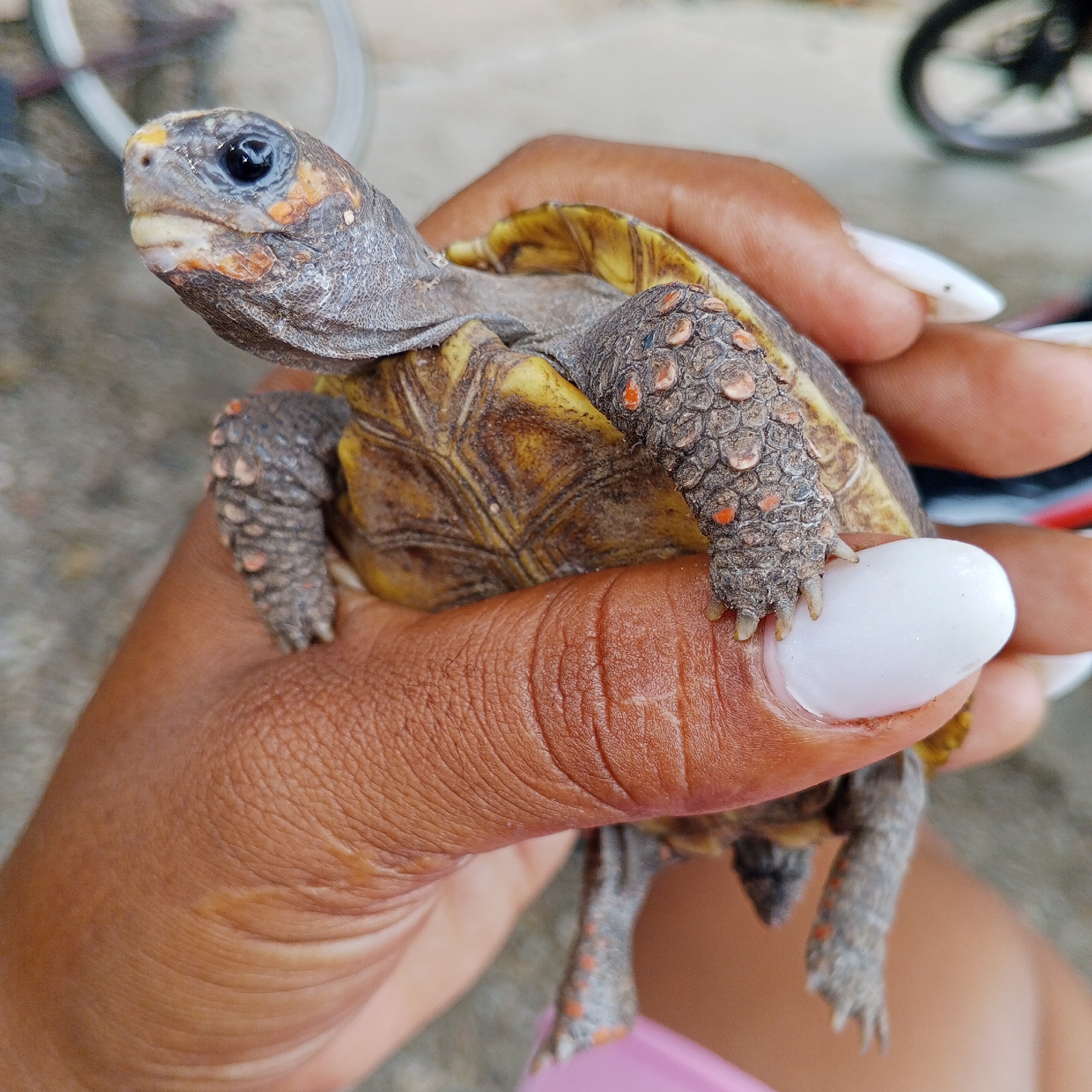 A person's hand, with white painted fingernails, holds a small red-footed tortoise. The tortoise is gray and yellow with red markings on its legs and shell. Its head is turned to the left, and its eye is visible. The background is blurred and appears to be outdoors, with a hint of a bicycle wheel and a concrete surface. This image was taken in Altagracia, Venezuela.