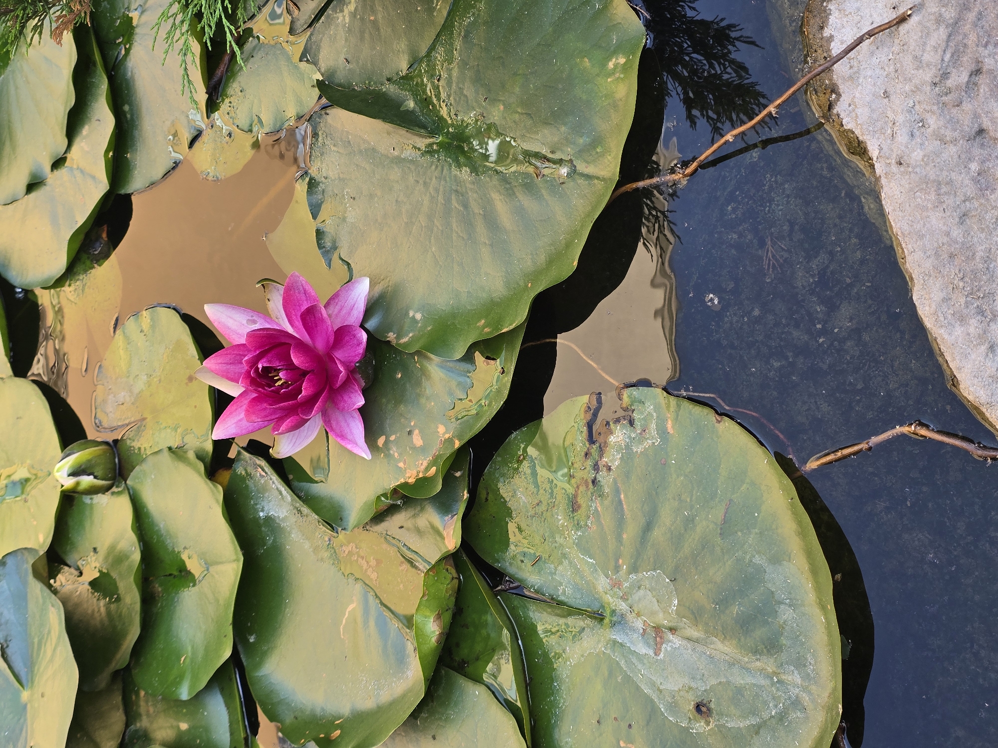 A close-up shot captures a vibrant pink water lily in full bloom, floating on the surface of a pond surrounded by large, green lily pads. The water reflects the warm, golden light of the sun, creating an almost amber hue. A single water lily bud, still closed, rests near the center. The pond's edge is visible in the lower right, composed of rough, light-colored stone and a few fallen twigs. The water is dark and clear, revealing some submerged plant matter and a reflection of a coniferous tree branch. The scene appears to be in a garden or park setting.