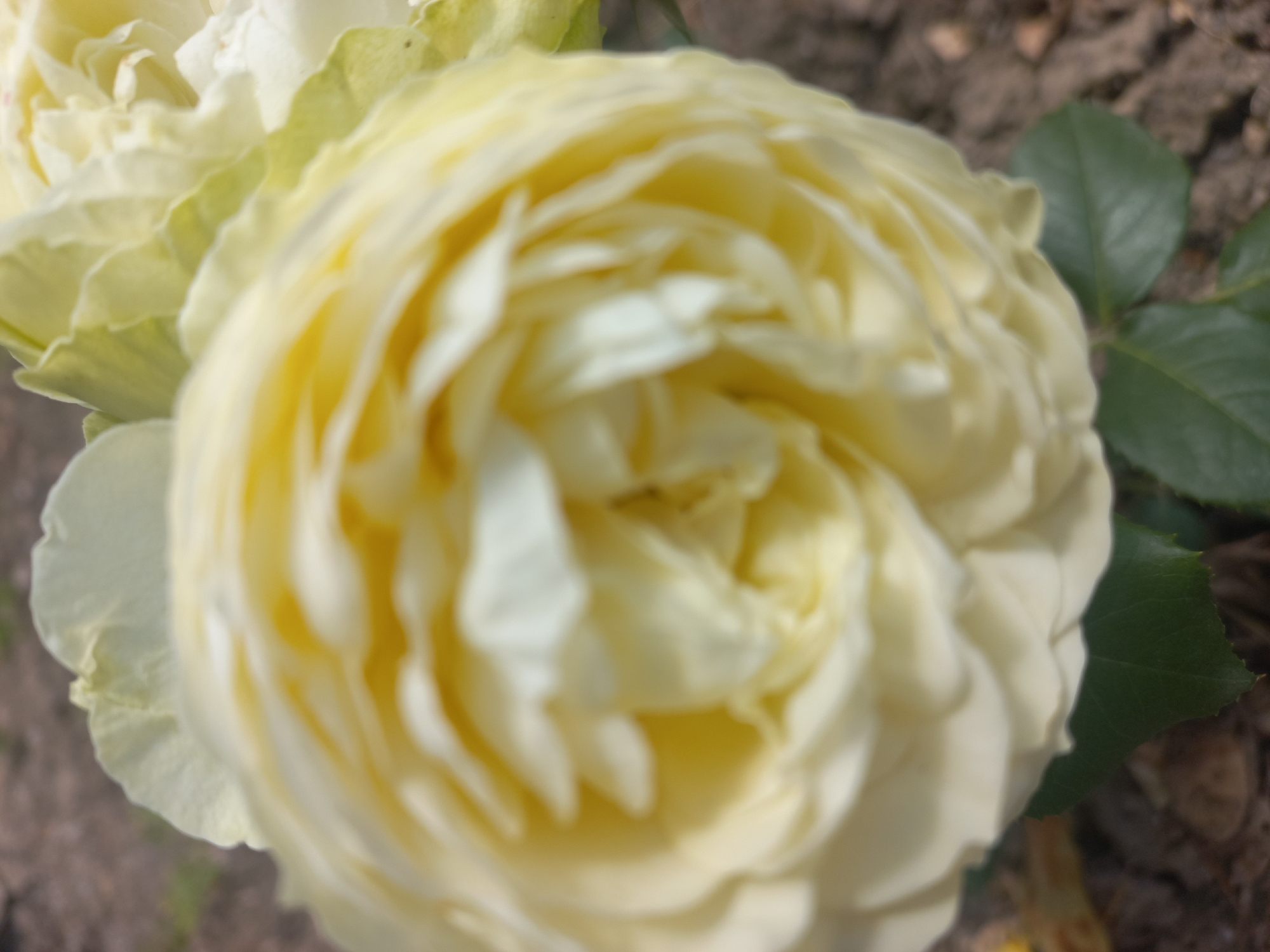 The image is a close-up, out-of-focus photograph of a pale yellow rose bloom, with some of its green leaves visible at the bottom. The background is blurry, showing what appears to be soil and possibly some dry leaves. The focus is entirely on the rose, which is tightly packed with petals, suggesting it is either a young bud or a variety with many petals. The lighting suggests it is daytime. The scene is outdoors, likely in a garden or natural setting. There are no people or discernible city landmarks. Based on the provided information, the image is located in the city of Chișinău, Moldova, however, no specific location within Chișinău can be identified from the visual content of the image itself.