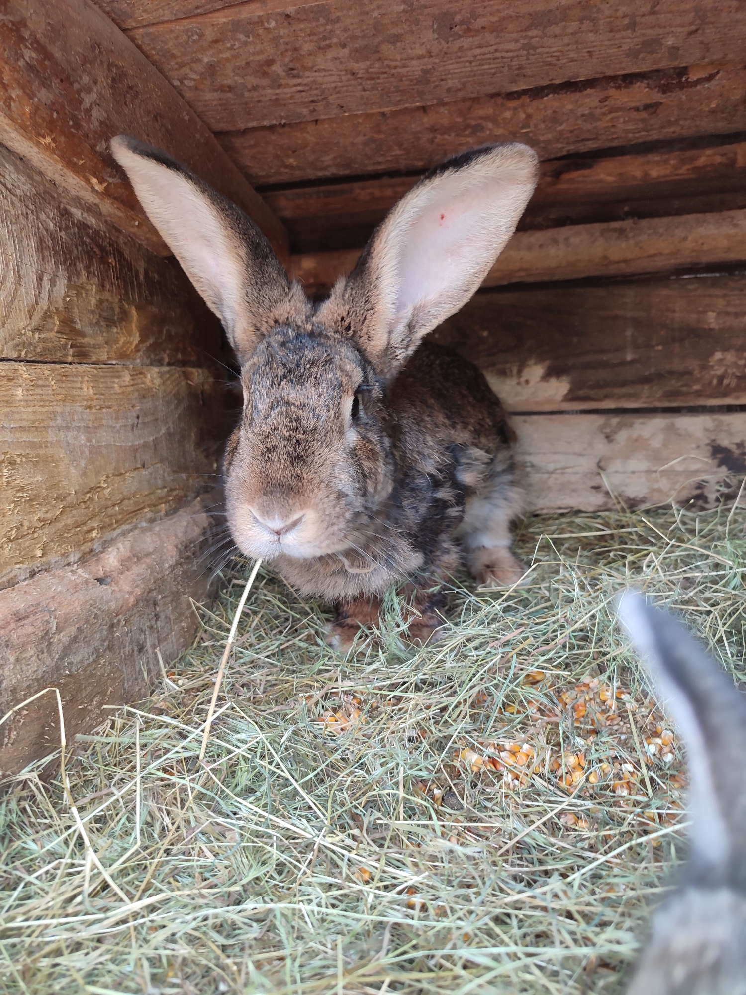 The image depicts a mottled brown and grey rabbit, characterized by exceptionally long ears, situated within a rustic wooden enclosure. The rabbit faces forward, holding a single strand of hay in its mouth. The interior of the enclosure is constructed from rough-hewn wooden planks, forming the walls and overhead structure. The floor is covered with a substantial layer of dry hay, interspersed with numerous yellow-orange corn kernels, indicative of animal feed. A small, red, pinprick-like mark is visible on the inner surface of the rabbit's right ear. In the lower right foreground, a blurred, grey, elongated object, consistent with the ear of another animal, is partially visible. The scene is illuminated by an unseen light source, casting soft shadows. The location is in the city of Unknown, Unknown.