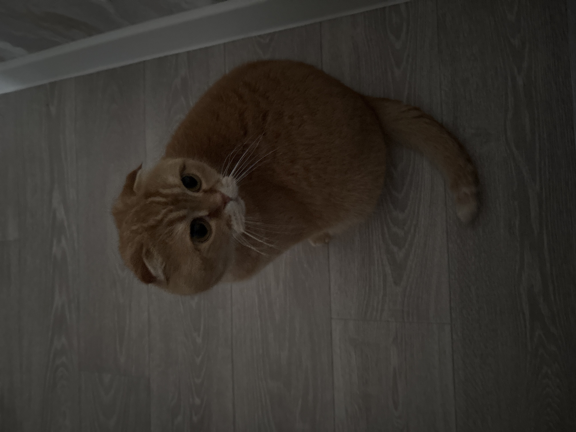 A ginger Scottish Fold cat is sitting on a grey wooden floor. The cat is facing to the left and looking down. The cat has its ears folded forward. A white vertical object is partially visible on the right side of the image.