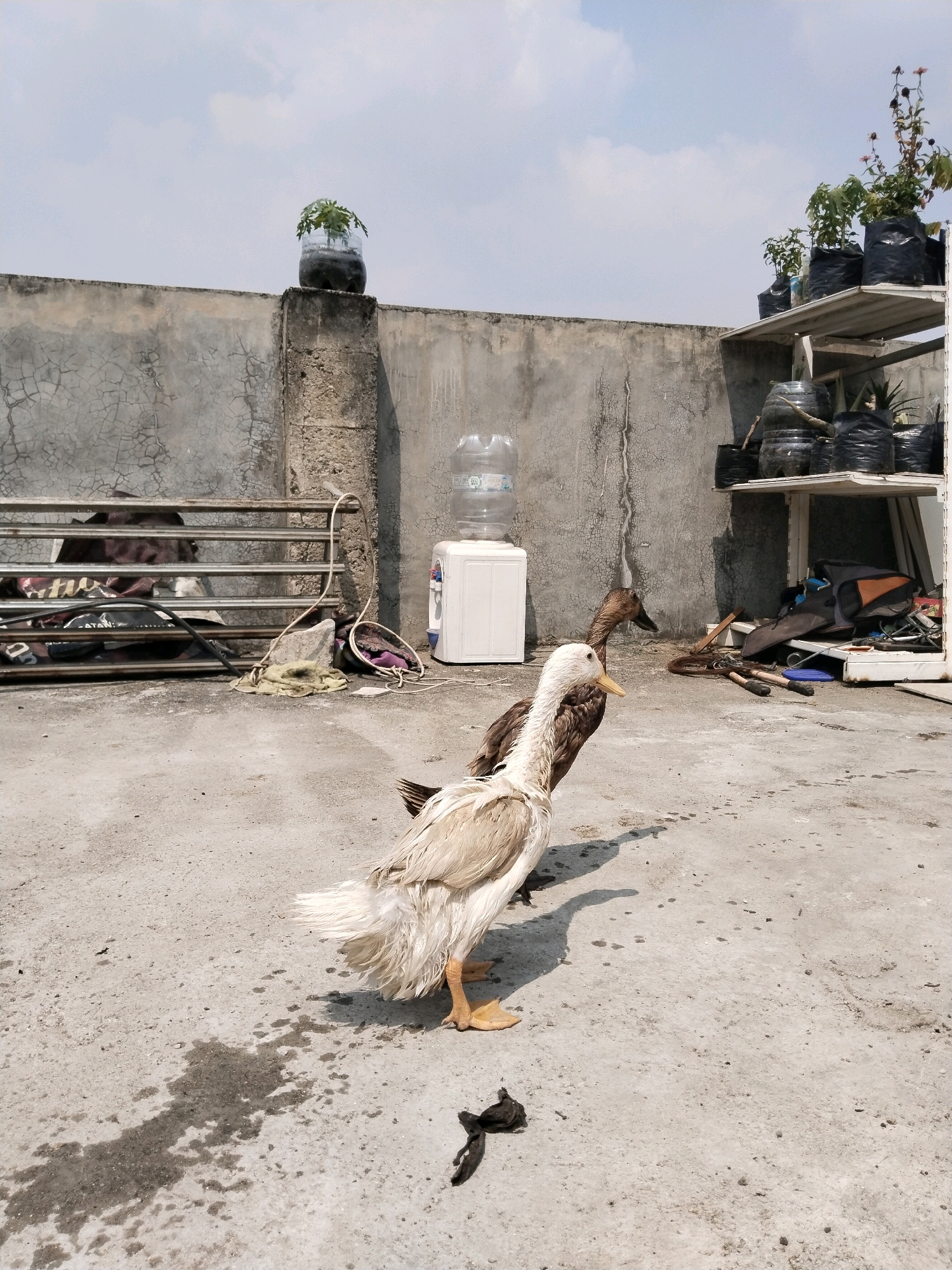 In the urban setting of Jalenjaya, Indonesia, a rooftop scene unfolds under a bright, partly cloudy sky. Two ducks are the primary subjects. A lighter-colored duck with a fluffy white and tan body stands in the foreground, its yellow feet visible on the concrete ground. Behind it, a darker brown duck is captured mid-stride, its head turned towards the lighter duck. The ground is a textured concrete surface, marked with several dark, wet patches and scattered debris.
The environment suggests a makeshift garden or storage area. A grey concrete wall with visible cracks forms the background, topped by planters and black bags containing plants. A white water dispenser unit with a large clear water bottle is positioned against the wall. To the left, a metal rack holds several items, including what appears to be bundled fabric. A shelf unit filled with more black plant bags and various other objects stands on the right side of the image. The overall impression is one of a functional, somewhat cluttered urban rooftop space.
