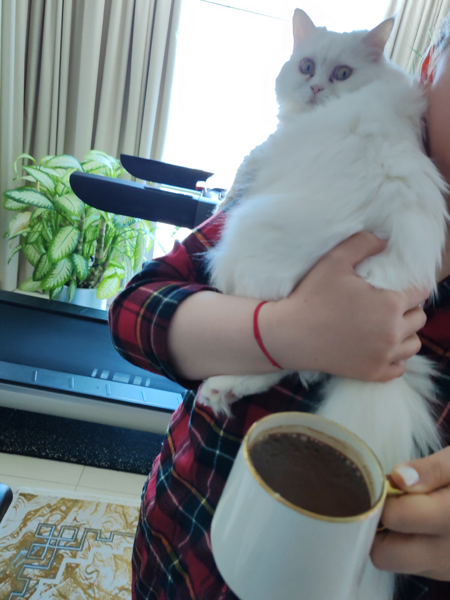 A person in a red and black plaid shirt is holding a fluffy white cat. The person is also holding a white mug with a gold rim filled with a dark liquid, likely coffee. The cat has wide, alert green eyes and a fluffy tail. In the background, there is a plant with green and white variegated leaves in a pot, a window with beige curtains, and what appears to be a keyboard or piano. A patterned rug is visible on the floor. The scene is indoors, likely in a residential setting. There is no visible indication of the city of Dubai or the United Arab Emirates.
