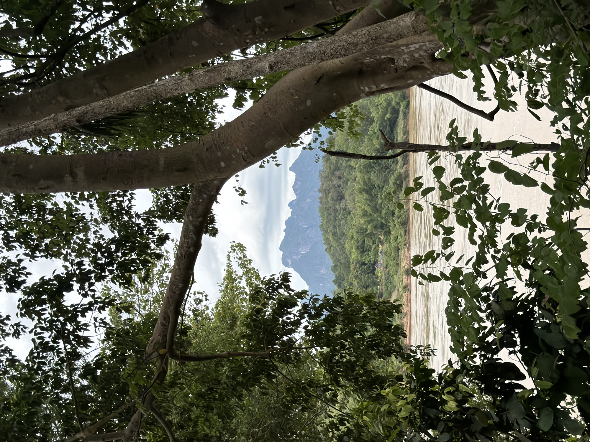 This image captures a serene natural scene in Muangkeo, Laos. The foreground is dominated by the thick branches and lush green foliage of trees, framing the view of a wide, muddy river. The river, with its rippling surface, reflects the soft light of what appears to be an overcast day.
Beyond the river, a verdant landscape unfolds, characterized by dense green forests covering rolling hills. In the distance, imposing mountains rise against a pale sky, their rugged slopes softened by the haze. The overall impression is one of tranquility and untouched natural beauty. There are no people or visible objects that indicate human activity, reinforcing the sense of a peaceful, natural setting. The lighting suggests it could be morning or late afternoon, with diffused light typical of cloudy weather. The combination of the river, forest-covered hills, and distant mountains evokes a sense of remoteness and natural wonder.