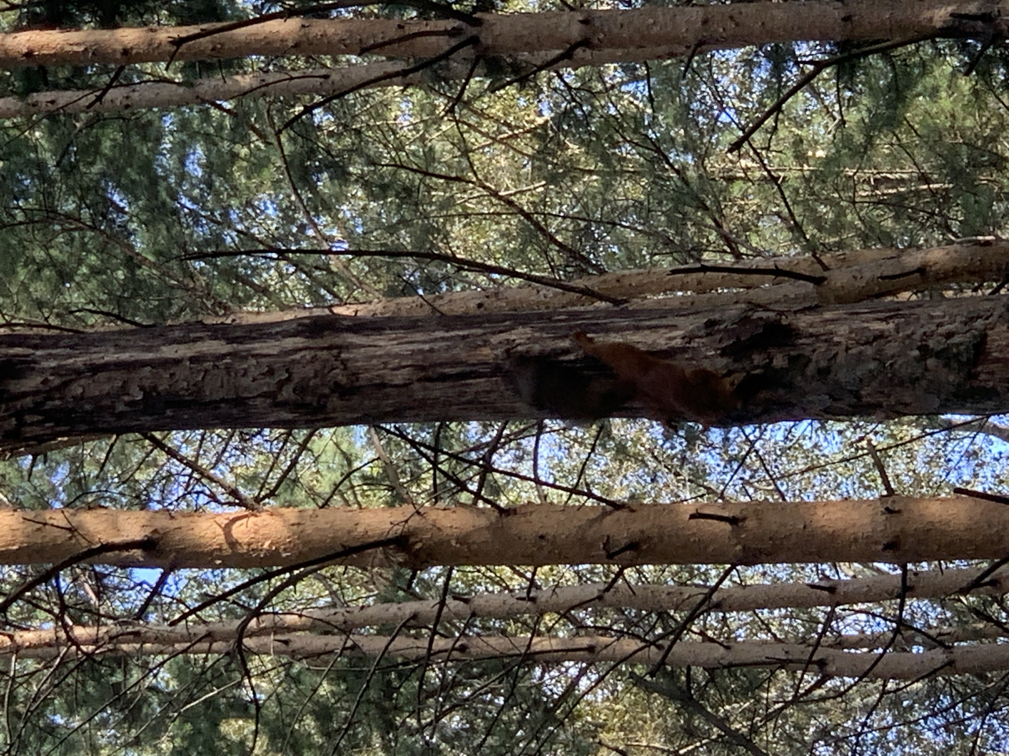 A squirrel is seen climbing a tree in a forest environment. The squirrel is reddish-brown in color and is positioned on the bark of a tall, slender tree trunk, partially obscured by branches and foliage. The background consists of more trees and the sky, suggesting an outdoor natural setting. There are no people or man-made structures visible in the image. The image does not provide any information about the city of Prokopyevsk, Russia.