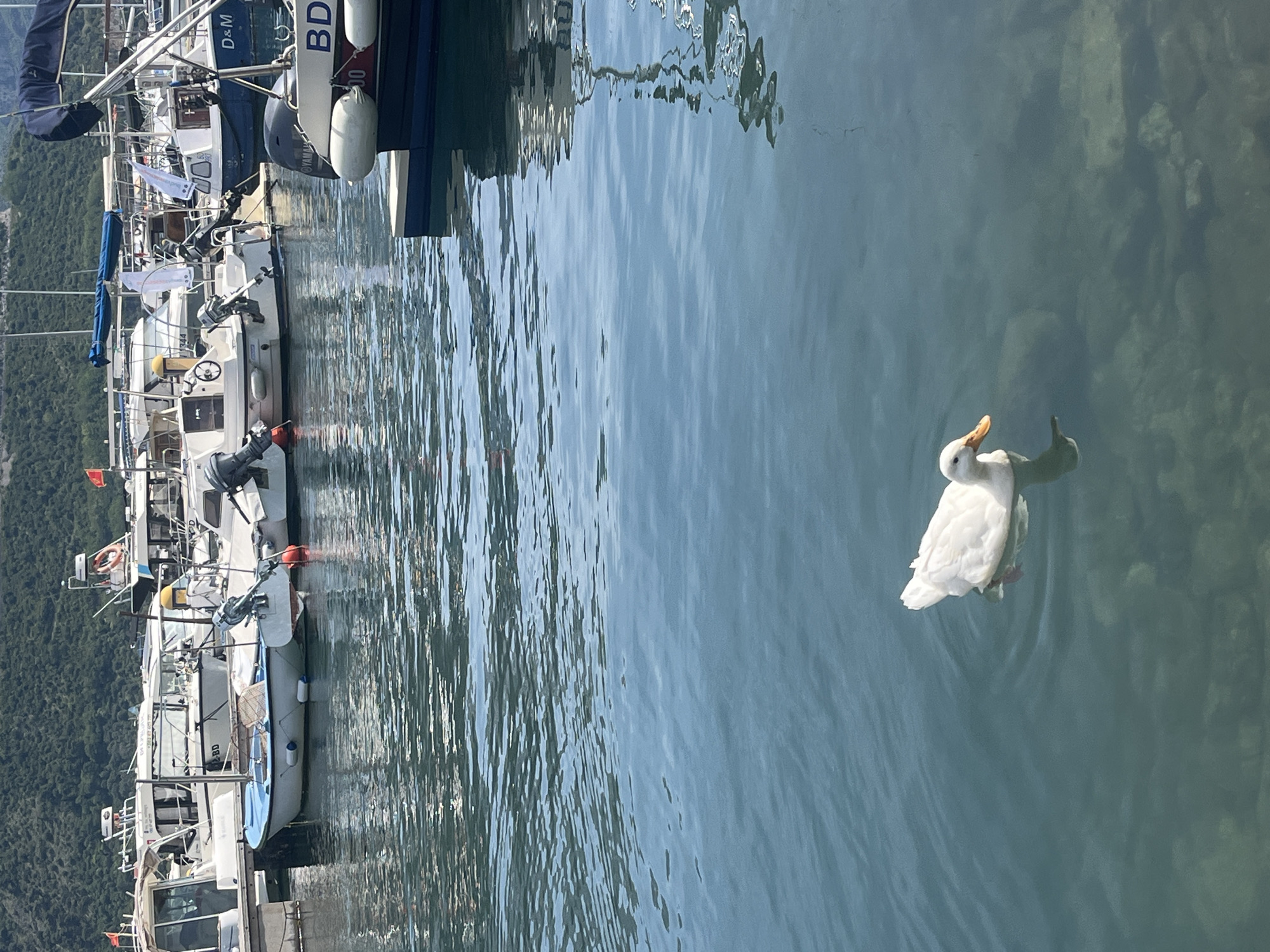 A white duck swims in the water in a harbor setting. Multiple boats are docked along the left side of the frame. Trees and hilly terrain are visible in the background. The location is Unknown, Unknown.