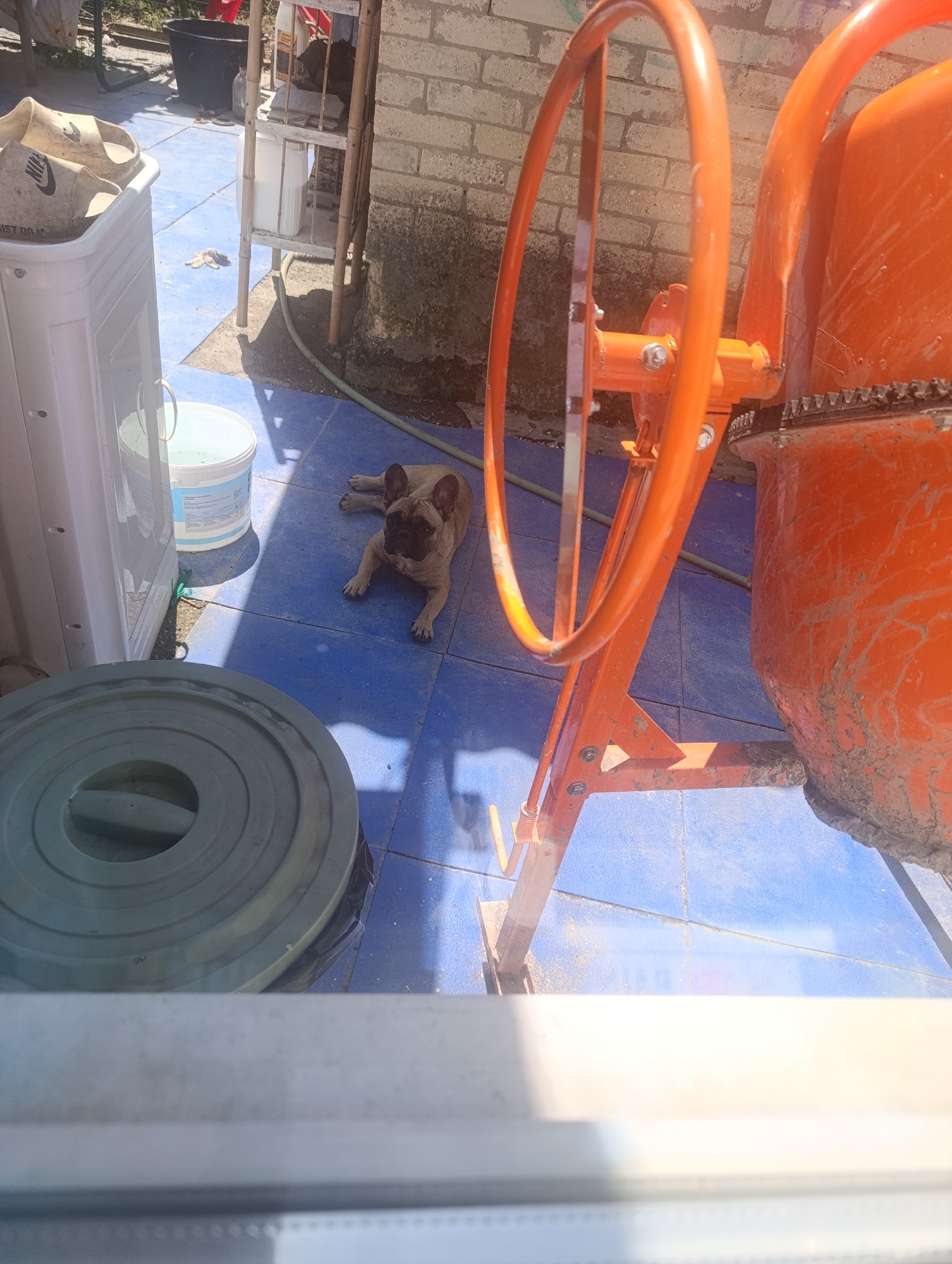 The image depicts an outdoor scene with a French bulldog lying on a blue tiled surface. In the background, a large orange cement mixer is visible, along with various other objects, including a white washing machine, a bucket of water, and some shelving. The lighting suggests it is a sunny day. The location is identified as Zaliznyi, Russia.