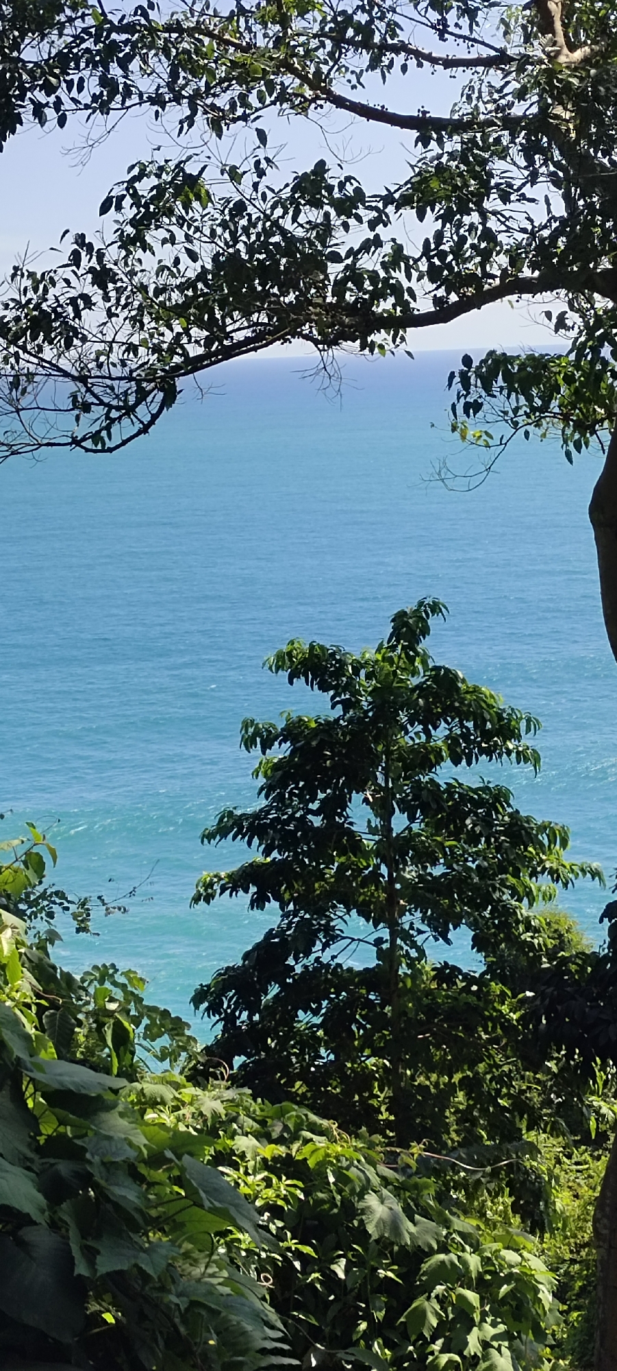 This is a vertical, eye-level shot of a serene coastal landscape. In the foreground, lush green foliage frames the scene, with large, broad leaves and tangled vines on the left and denser, smaller leaves on the right. A single, medium-sized tree with a full canopy of dark green leaves stands prominently in the mid-ground. Beyond the vegetation, a vast expanse of turquoise ocean stretches to the horizon, its surface rippled by a gentle breeze, reflecting the bright, clear sky. The water exhibits a gradient of blues, becoming lighter and more muted as it recedes into the distance. The horizon line is distinct, separating the vibrant ocean from a pale, hazy sky. The scene evokes a sense of natural tranquility, with no human presence or activity visible. This view is consistent with coastal areas in Meudheun, Indonesia, known for their tropical flora and clear blue waters.