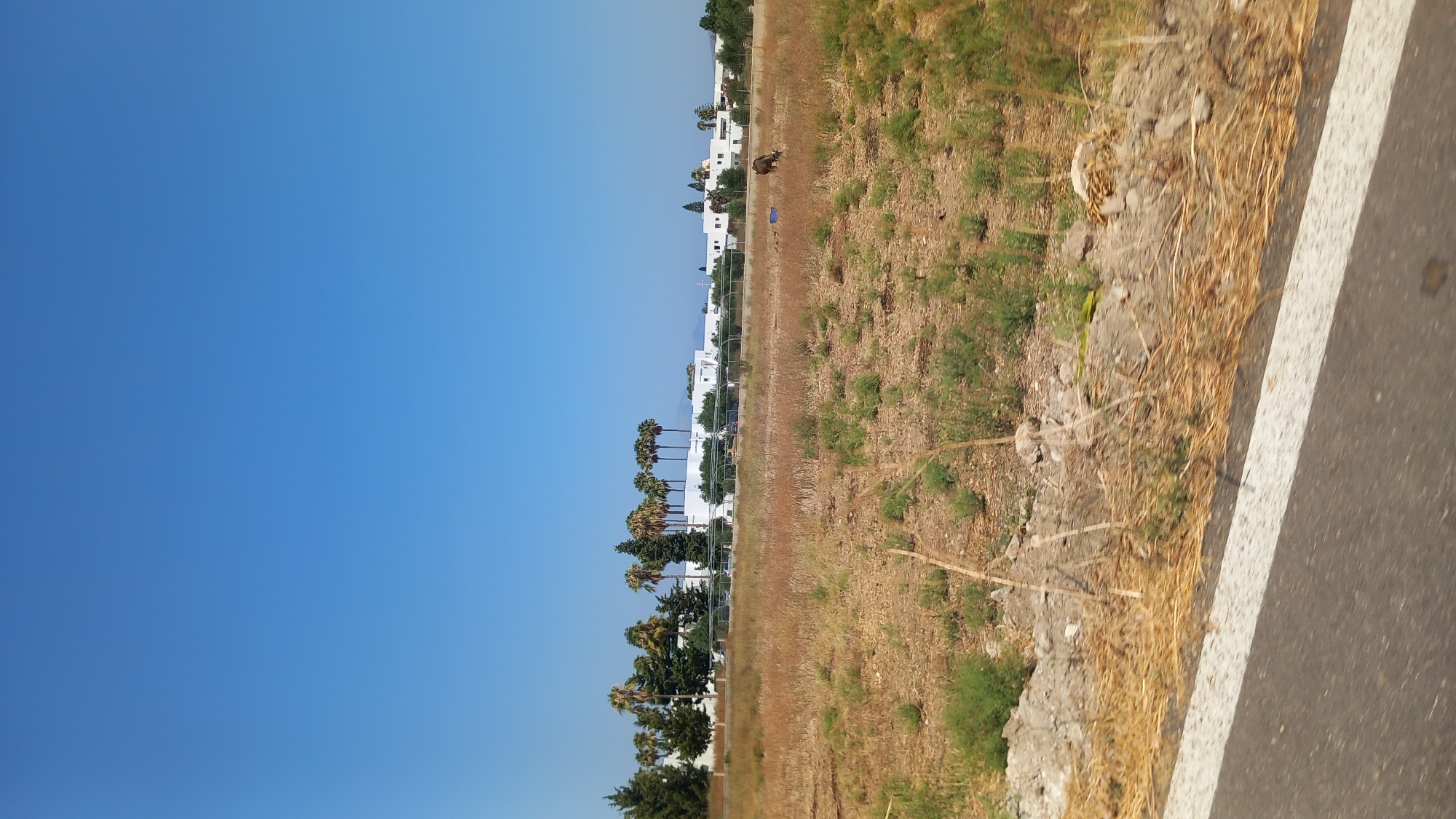 The image depicts a dry, grassy field under a clear blue sky, located in Pyli, Greece. In the background, a row of white buildings with a Mediterranean architectural style is visible, interspersed with palm trees and other vegetation. A chain-link fence runs along the edge of the field, separating it from the buildings. In the middle of the field, a lone brown animal, possibly a cow or a donkey, is grazing. The foreground shows a portion of a paved road with a white line marking its edge, suggesting the photo was taken from a moving vehicle. The overall scene conveys a sense of arid, rural landscape typical of the region.