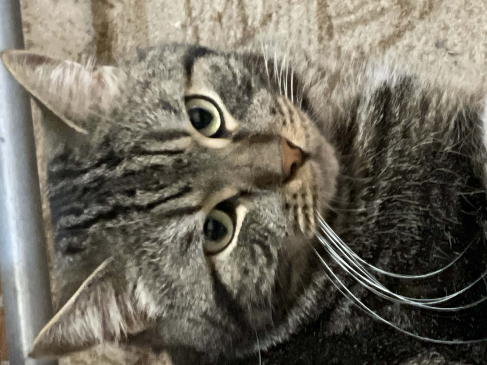 The image is a close-up portrait of a tabby cat with green eyes, a pink nose, and prominent white whiskers. The cat's fur is a mix of gray, black, and brown stripes. The background appears to be a textured surface, possibly carpet or upholstery. There is a metallic bar visible at the top of the frame. The image is cropped tightly on the cat's face, focusing on its features. There is no discernible location in the city of Cherkasy, Ukraine, nor any specific actions or interactions depicted.