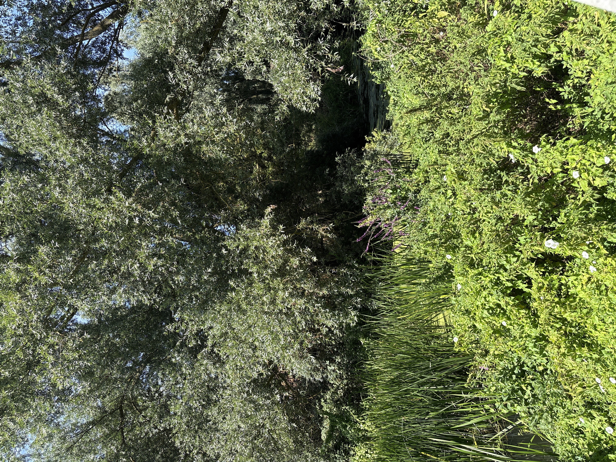 The image depicts a dense, overgrown section of a park or natural area, likely a riparian zone. In the foreground, a thick growth of vibrant green leafy plants with small white flowers dominates the lower portion of the frame. Behind this, tall, thin, green reeds or grasses stand in a dense clump. To the left, a dark, reflective surface suggests calm water, possibly a pond or slow-moving stream, with lily pads visible on its surface. In the middle ground, a darker patch of vegetation hints at deeper shadows and possibly more water. The background is filled with the lush, verdant canopy of large trees, their leaves appearing silvery-green in the sunlight, creating a dense and somewhat mysterious backdrop. The overall impression is one of untamed natural beauty within an urban setting. This scene is likely located within the city of Chelmsford, United Kingdom, a region known for its parks and green spaces that often feature such naturalistic water features and diverse plant life.