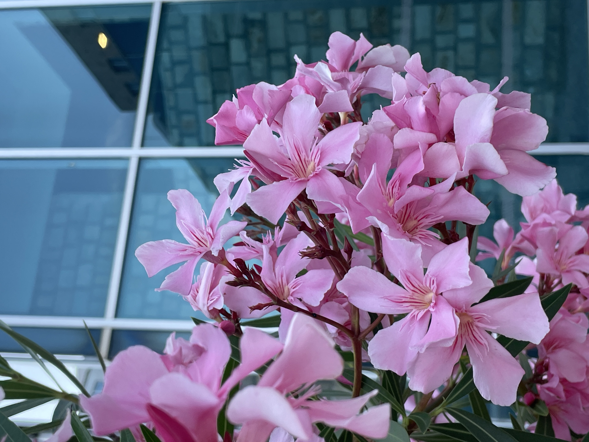 A close-up, vertical shot focuses on a cluster of vibrant pink oleander flowers in full bloom, their delicate petals unfurling against a backdrop of a modern building with large blue-tinted glass windows. The flowers are the primary subject, with their intricate patterns and soft hues dominating the foreground. The building's facade, with its reflective glass and visible brickwork, provides a contrasting urban environment. There are no people or animals in the image. The scene appears to be an outdoor setting in the city of Budva, Montenegro, where oleander is a common ornamental plant, often found near architectural structures like this building. The lighting suggests it may be late afternoon or early evening.