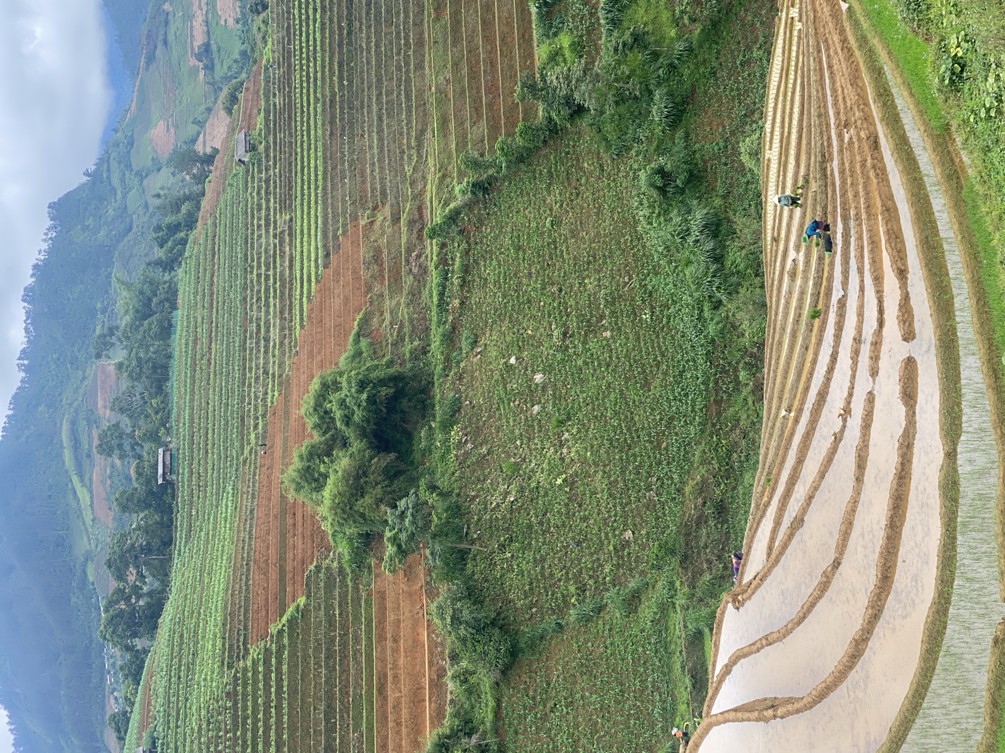 This detailed image captures a vast agricultural landscape of terraced fields in Dế Xu Phình, Vietnam, under an overcast sky. The scene is dominated by steep hillsides meticulously carved into numerous parallel terraces, which extend from the immediate foreground to the distant mountains.
In the lower foreground, a series of curved, water-filled rice paddies are visible, their surfaces reflecting the pale sky. Some of these paddies at the very bottom edge already show emergent green rice shoots. Several individuals are actively engaged in planting in these lower terraces: one person in an orange top is partially visible on the far left, another in a blue top bends over near a black container in a flooded paddy, and a third, wearing a light-colored conical hat and green top, also bends to plant further to the right. A fourth person, wearing a purple garment, is resting or lying on the edge of a dry paddy berm in the lower-midground.
Above these water-filled paddies, the terraces continue uphill, displaying a mosaic of cultivated land. Many terraces are bare, revealing reddish-brown tilled soil, while others are covered with vibrant green young crops, possibly vegetables or young rice plants, arranged in neat rows. A large, irregular cluster of dense green bushes and trees interrupts the terracing in the lower-midground.
Further up the hillside, two small, rustic wooden huts with dark roofs are nestled into separate terraces, blending into the environment. Two more individuals are faintly visible working on the higher, green-planted terraces in the midground. The upper slopes and distant mountains are also terraced, showing a mix of green crops and bare soil, with patches of natural forestation. The mountains recede into a hazy, cloud-covered horizon, completing the expansive agricultural panorama.