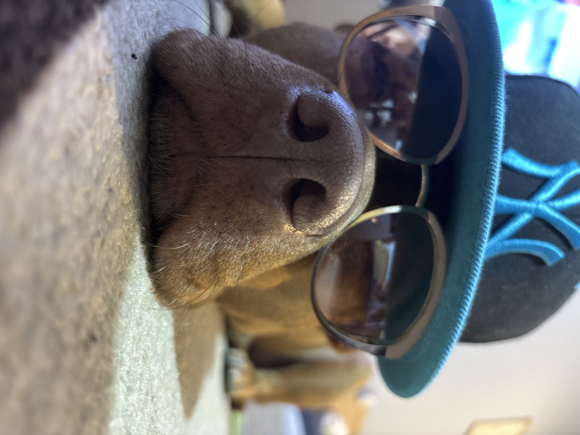 A close-up, canted, and foreshortened view depicts a brown dog's nose prominently, adorned with round sunglasses and a black baseball cap featuring a blue emblem. The dog lies on a light-colored surface, likely carpet or fabric. The scene lacks specific indicators to confirm a location in Sofia, Bulgaria.