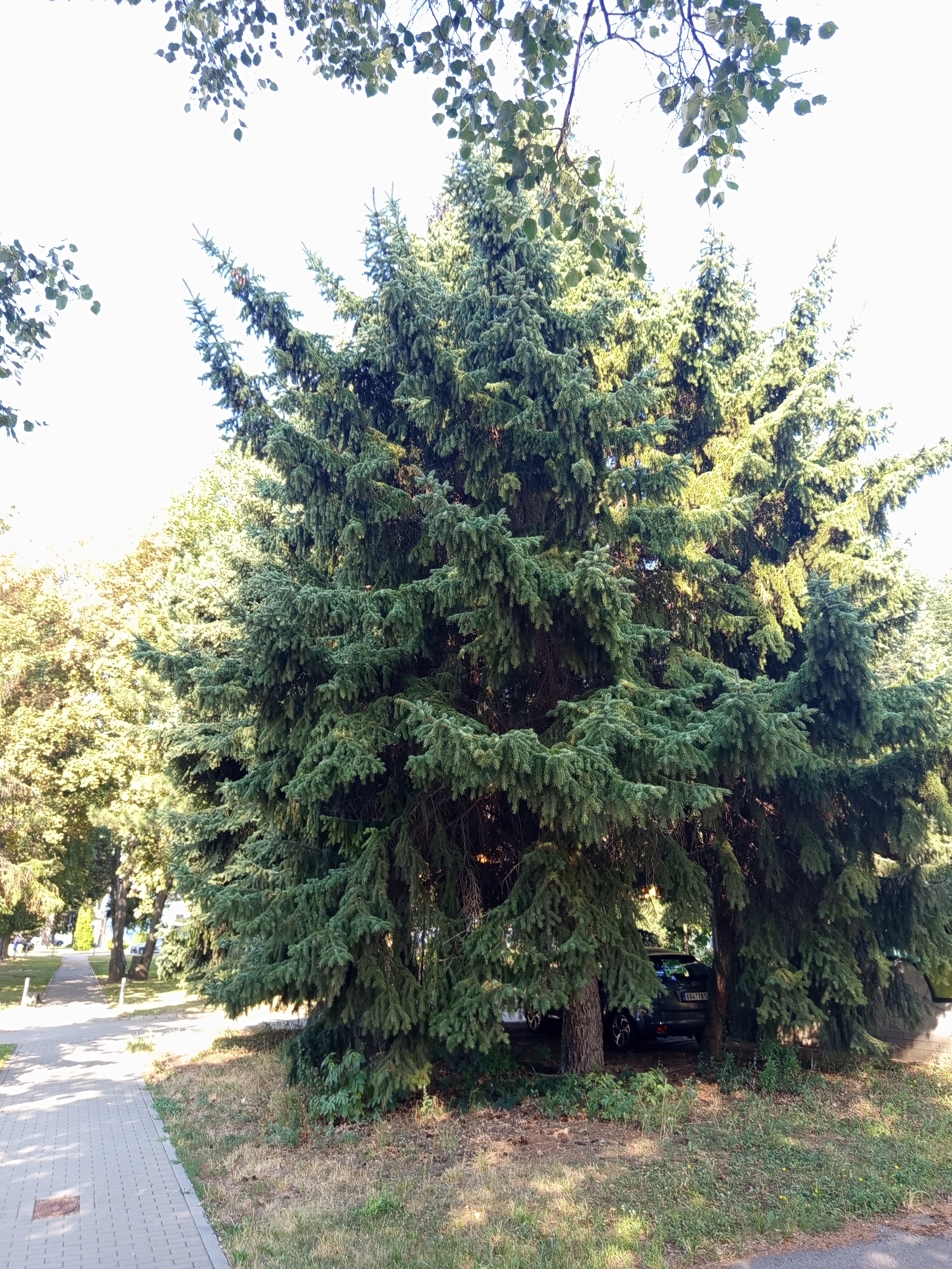 A street with a tiled sidewalk is bordered by grass and several large evergreen trees. One of these trees is large and dense, partially obscuring a dark-colored car parked beneath its branches. The car's license plate, bearing the characters "684 7810", is partially visible. In the background, other trees and buildings are present, with a few distant figures walking on the sidewalk. The sky is bright and clear, suggesting a sunny day. The image was taken in Brno, Czechia.