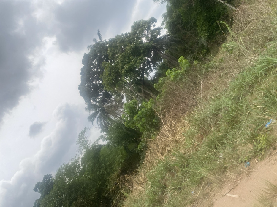 The image displays an overgrown natural environment located in the city of Oka-Akoko, Nigeria. The foreground presents a sloped embankment covered with a mixture of green and dried, brownish grasses, along with scattered thorny brush. A reddish-brown dirt path or ground surface is partially visible along the lower left edge. Sparse light-blue plastic debris is observable on the ground in the immediate foreground. The midground and background are densely populated with various tropical trees and foliage. Notable subjects include a large, mature broadleaf tree with a full green canopy, and at least one palm tree exhibiting visible drooping, dried fronds. Other green vegetation, including bamboo-like plants, forms a thick natural barrier. The sky above is overcast, characterized by numerous grey clouds. No individuals, actions, or interactions are present in the scene.