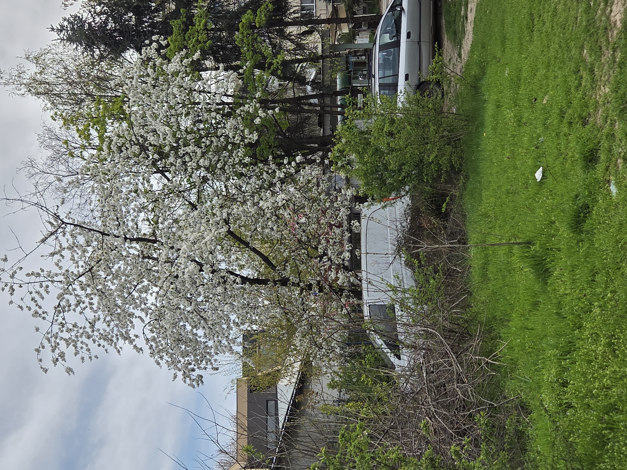 The image depicts a scene in Pleven, Bulgaria, featuring a blossoming tree with white flowers dominating the left side of the frame. To the right, a light-colored van is partially visible, parked next to a patch of lush green grass and dense vegetation. The background includes other trees and the facades of residential buildings, suggesting an urban or suburban setting. The sky is visible in the upper-left corner, showing a cloudy overcast.