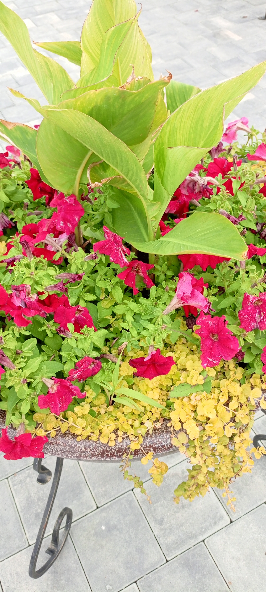 The image shows a close-up, high-angle view of a decorative planter filled with a variety of plants. Dominating the upper portion are large, variegated green leaves with red-brown edges, characteristic of a Canna Lily. These leaves are lush and partially unfurling. Below them, a dense arrangement of smaller plants is visible. Bright pink and magenta petunias, some with slightly wilted edges, are interspersed throughout the greenery. Cascading from the planter and filling the lower portion of the image is a groundcover plant with small, vibrant yellow-green leaves. The planter itself appears to be made of a textured material, possibly ceramic or concrete, and is supported by an ornate black metal stand with curved legs. The stand rests on a paved surface composed of light gray, rectangular interlocking stones, suggesting an outdoor setting like a park, garden, or public walkway. The lighting suggests it is daytime. The image does not contain any people or evidence of specific actions or interactions. The scene is a static, horticultural display.