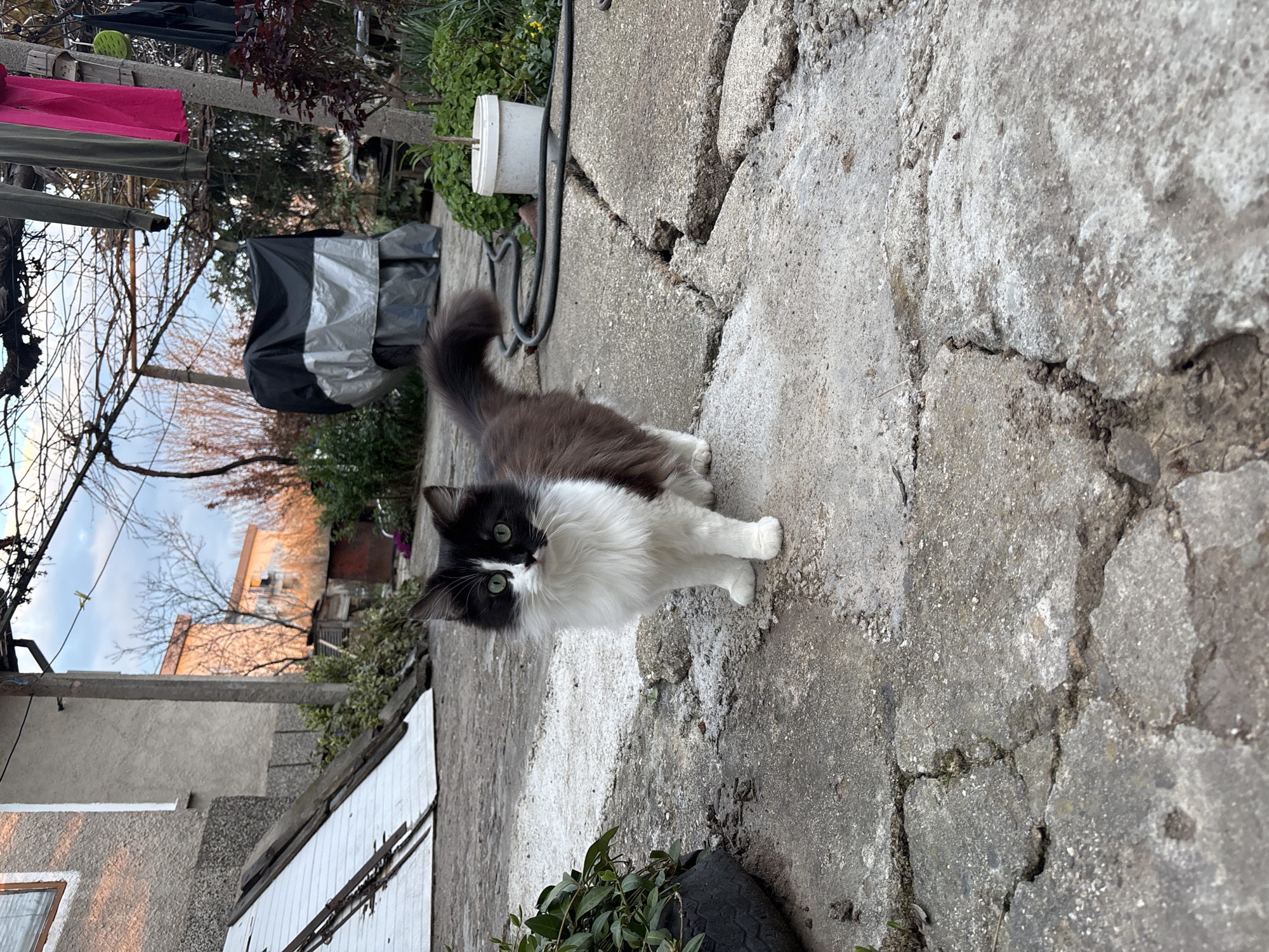 The image depicts an outdoor residential scene in Dobrovnitsa, Bulgaria, at what appears to be late day. The primary subject is a domestic cat, medium-sized with long black and white fur, standing centrally on a cracked concrete surface. Its eyes are green, and its head is slightly tilted, facing the viewer directly. The cat has a white muzzle and chest, with black fur on its head, back, and tail, and white paws.
The ground consists of uneven and fractured concrete slabs, showing signs of wear and age. To the immediate left of the cat, a dark tire is repurposed as a planter, holding green leafy vegetation. To the right, a white plastic bucket containing a small plant and two slender sticks is visible. A dark garden hose is coiled on the ground behind the cat.
In the mid-background, various elements are present. To the left, white panels, possibly doors or siding, are leaning against a building with a textured, light gray stucco facade. A single window with a white frame is visible on this building. Further back, a large object covered with a black and silver tarp stands amidst overgrown foliage. Overhead, bare vine branches are strung between wooden posts. Hanging from an unseen line are items of clothing, specifically a dark green pair of pants and a vibrant pink shirt.
The distant background reveals two multi-story buildings with light orange or tan facades, illuminated by soft, warm light, suggesting either sunrise or sunset. The sky above is partially cloudy, displaying shades of blue and white. Bare trees are scattered throughout the background, indicating a season without full foliage. The overall scene suggests a lived-in, somewhat rustic backyard or courtyard environment.