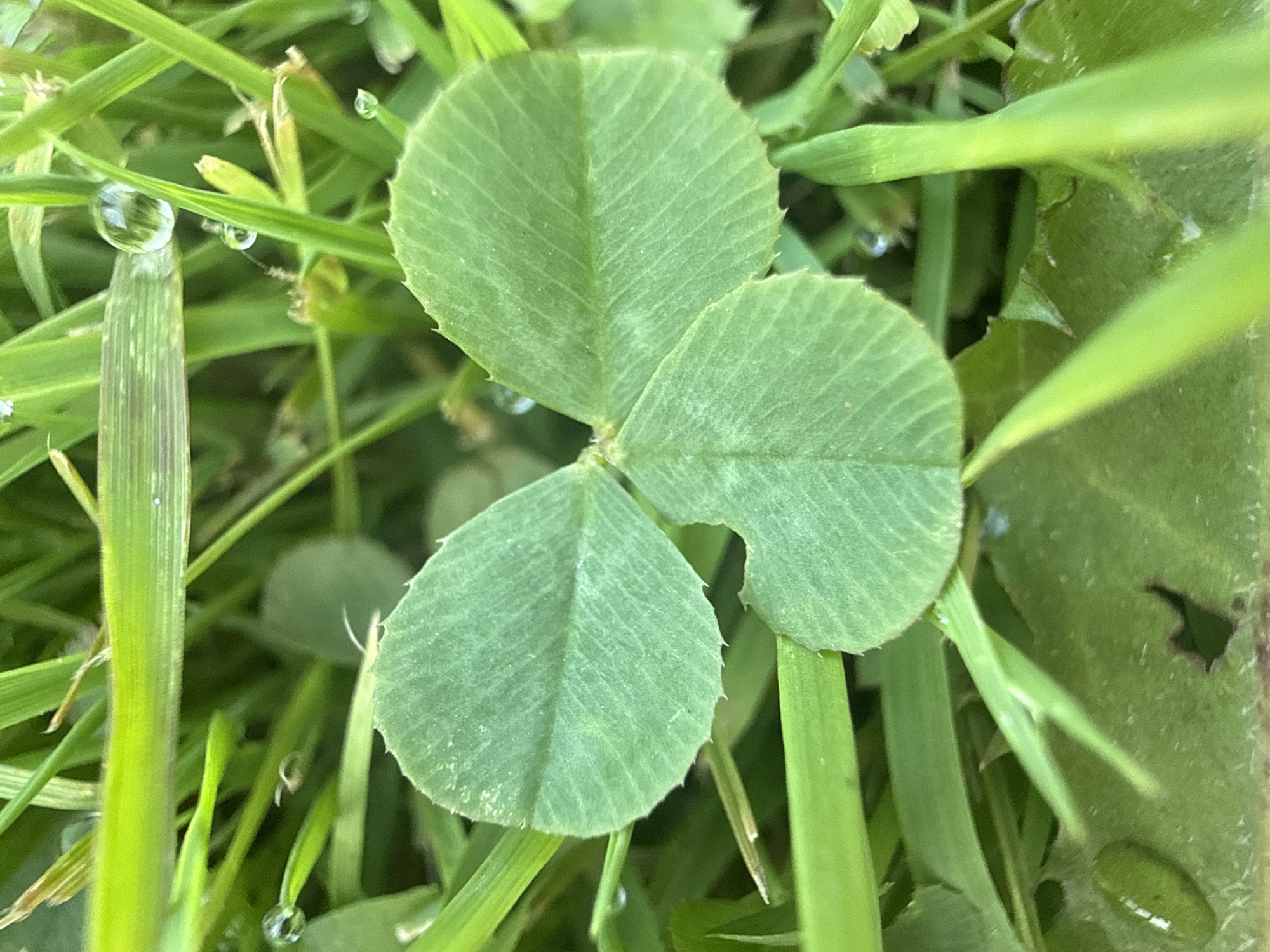 The image displays a close-up, overhead view of a three-leaf clover amidst blades of green grass. Dewdrops are visible on some of the grass blades. The clover leaves are heart-shaped with finely serrated edges. The background consists of more blurred grass and foliage. There are no people or animals present, and no actions or interactions are depicted. The environment is natural and appears to be outdoors, possibly in a park or garden. The image does not provide any information that would allow for the identification of a specific location within the city of Baryshevo, Russia.