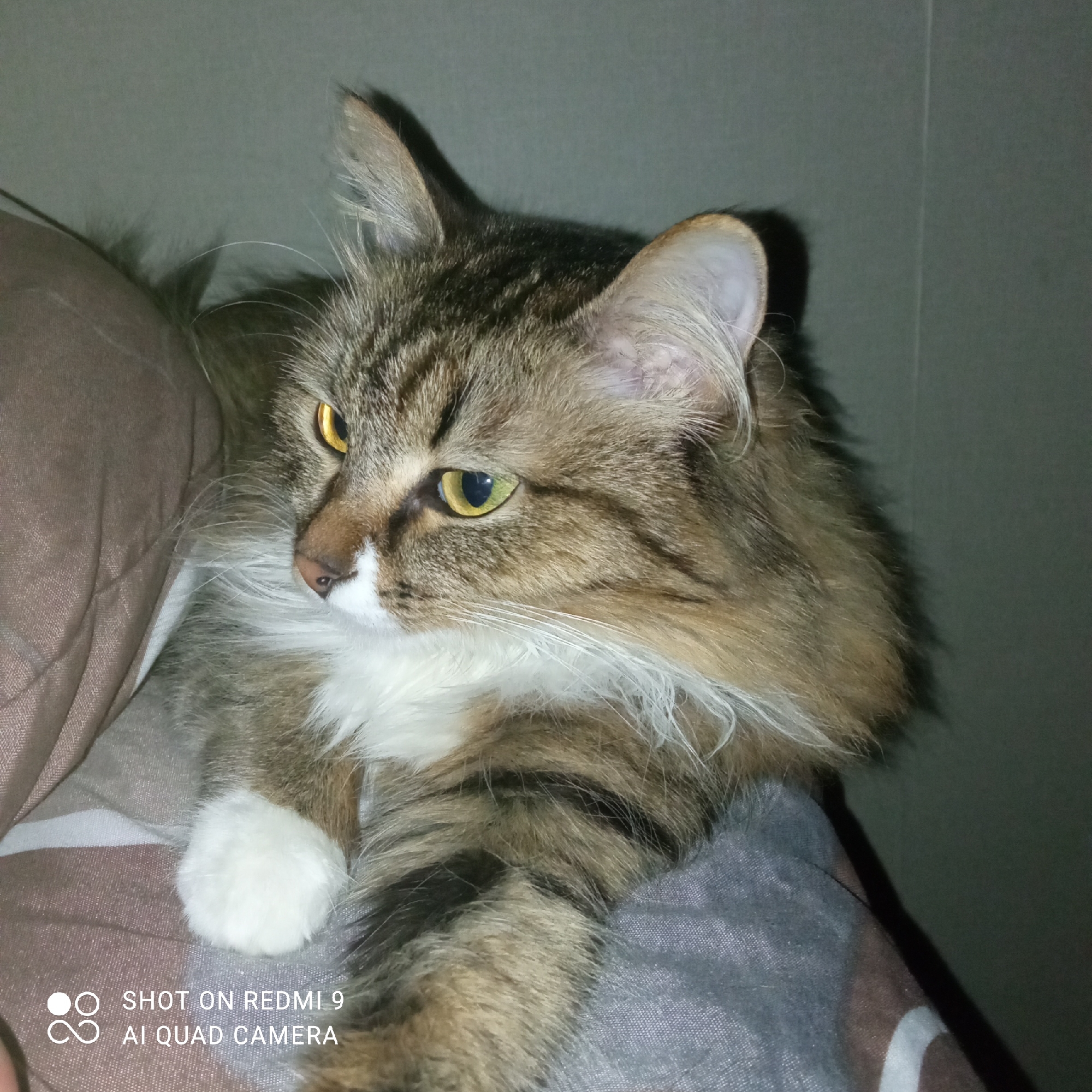 A medium shot depicts a cat with long, fluffy brown and white fur lying on a bed. The cat has striking yellow eyes and a white muzzle and chest. One of its paws, with white fur, is visible. The background consists of bedding with grey and brown patterns and a grey wall. The image was likely taken indoors in Chaikovsky, Russia, as the camera watermark indicates. No people are visible in the scene. The cat appears to be resting.