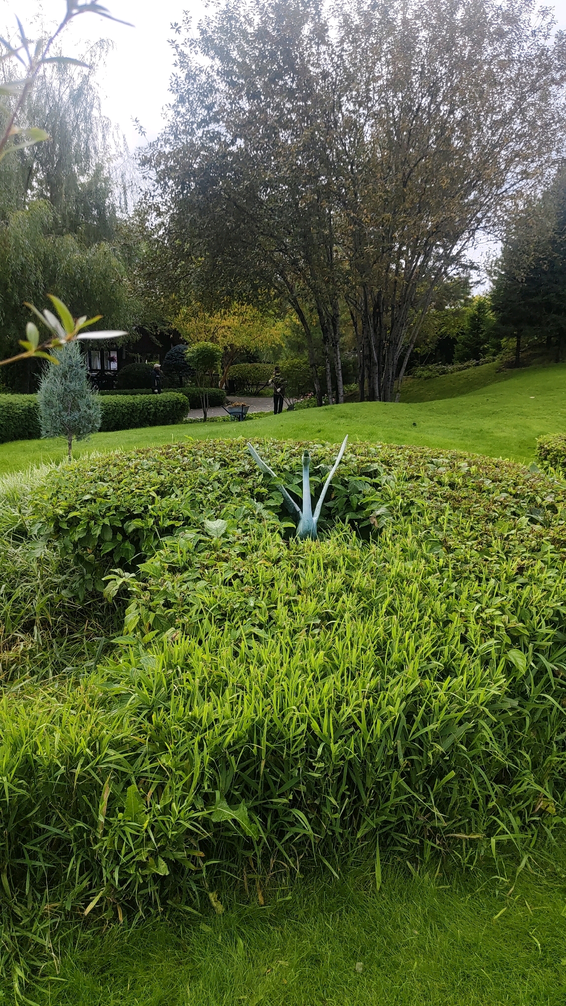 A pale blue metal sculpture resembling a bird with outstretched wings is partially visible amidst dense green foliage and grass in an outdoor park setting. The sculpture is positioned within a manicured, rounded hedge. In the background, a larger tree with light-colored bark and sparse leaves dominates, with other trees and a well-kept lawn stretching behind it. A small building with a dark roof is visible in the distance, along with two figures standing near it. A wheelbarrow is also present on the lawn. The sky is overcast, suggesting a cloudy day. The scene appears to be in a park or garden, likely in Krasnoyarsk, Russia, given the context.
