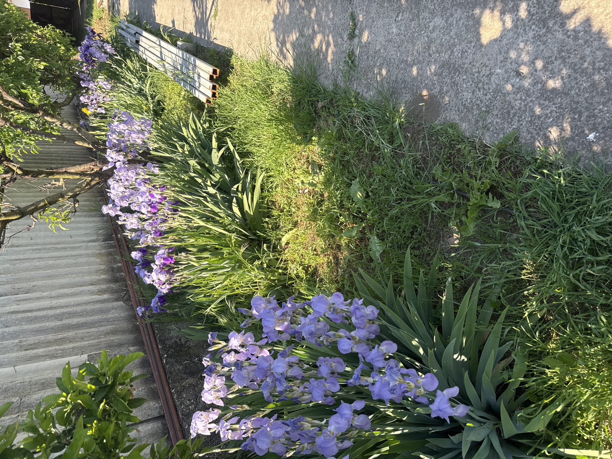 The image depicts a row of blooming purple irises planted along a concrete structure, possibly a sidewalk or foundation, in Lehchevo, Bulgaria. Adjacent to the irises is a patch of mixed grasses. Further back, metal bars, likely part of a disassembled structure, are visible. A tree with green foliage appears on the left side of the image. The ground is partly covered in weeds and grass. The lighting suggests it's daytime, with shadows cast onto the concrete surface.