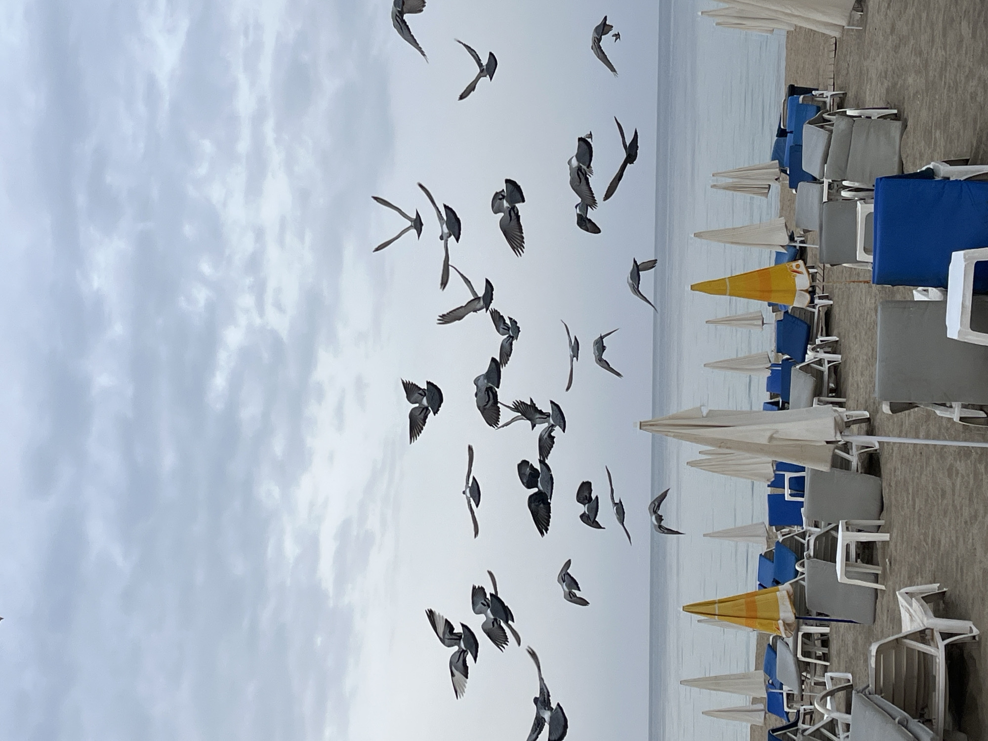 The image captures a beach scene in Alanya, Turkey, on an overcast day. The focus is on a flock of pigeons taking flight against the backdrop of the sky and the sea. In the foreground, rows of beach umbrellas and sun loungers are arranged on the sand. The umbrellas are mostly white, with one displaying a yellow and white striped pattern. The sun loungers are predominantly gray and white, with blue cushions on some. The sea appears calm and merges with the overcast sky on the horizon.