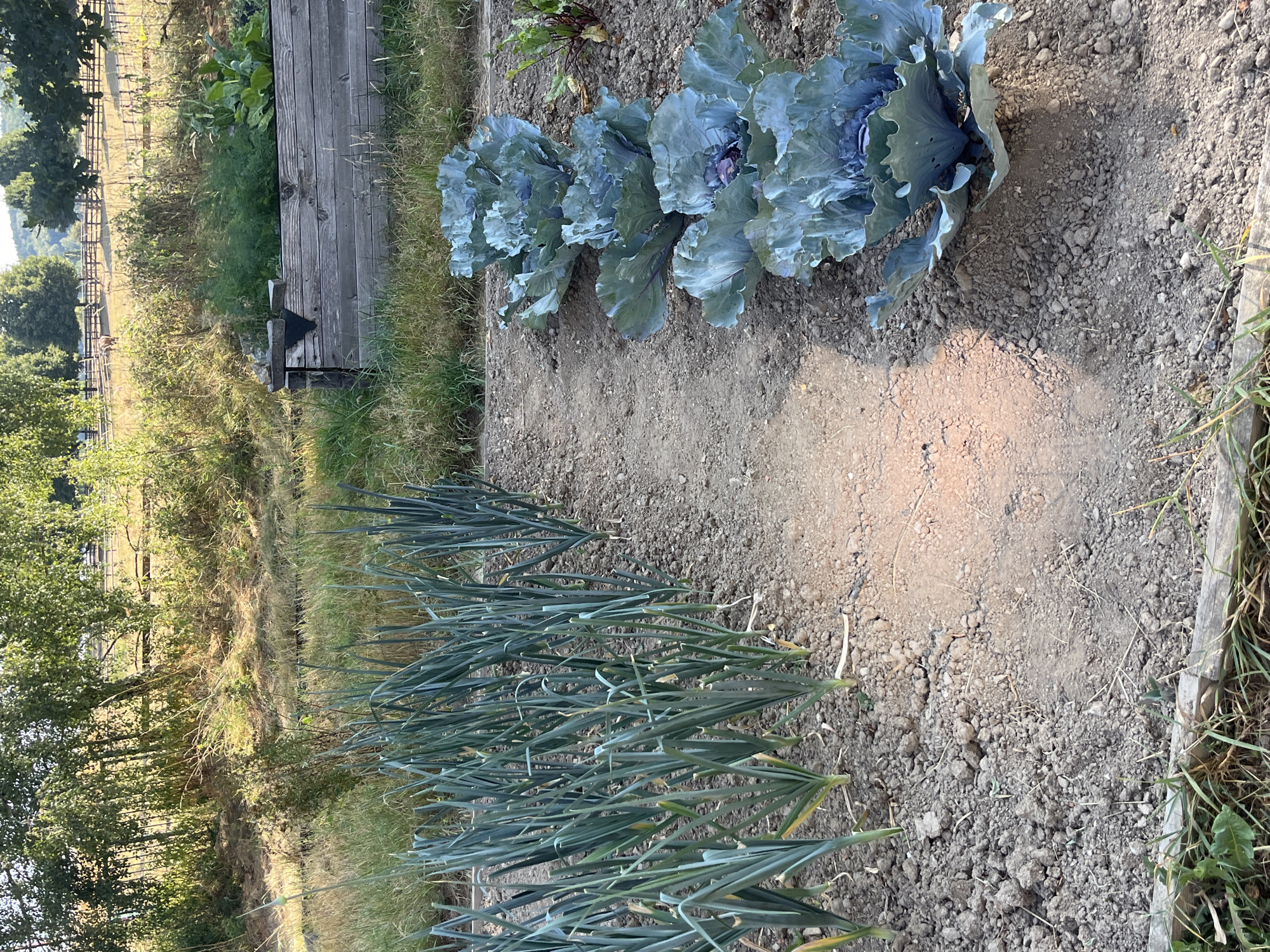In an outdoor garden setting, a raised garden bed constructed of weathered wooden planks is visible in the background. In the foreground, rows of green leafy vegetables, likely leeks and cabbages, are planted in dark soil. The ground is a mix of soil and small stones, with a pathway running through the center of the frame. Sunlight casts a warm glow on the pathway. In the distance, trees and a fence suggest a rural or semi-rural environment. There are no people or animals visible in the image. The scene appears to depict a well-maintained vegetable garden. The location is Saint-Vith, Belgium.