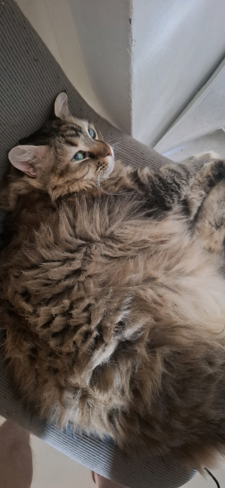A long-haired tabby cat with striking blue-green eyes is lying on its side on a textured gray surface, possibly a sofa or chair. The cat's fur is a mix of brown, black, and lighter brown stripes and patches, giving it a wild appearance. Its eyes are wide open and looking to the right, with its head slightly tilted. The cat's body is mostly obscured by its voluminous fur, but its front paws are tucked underneath it. The background shows a light-colored wall and the edge of a white structure, likely stairs. The image appears to be taken indoors, in a residential setting. There is no indication of the city of Yerocham, Israel, in this image.