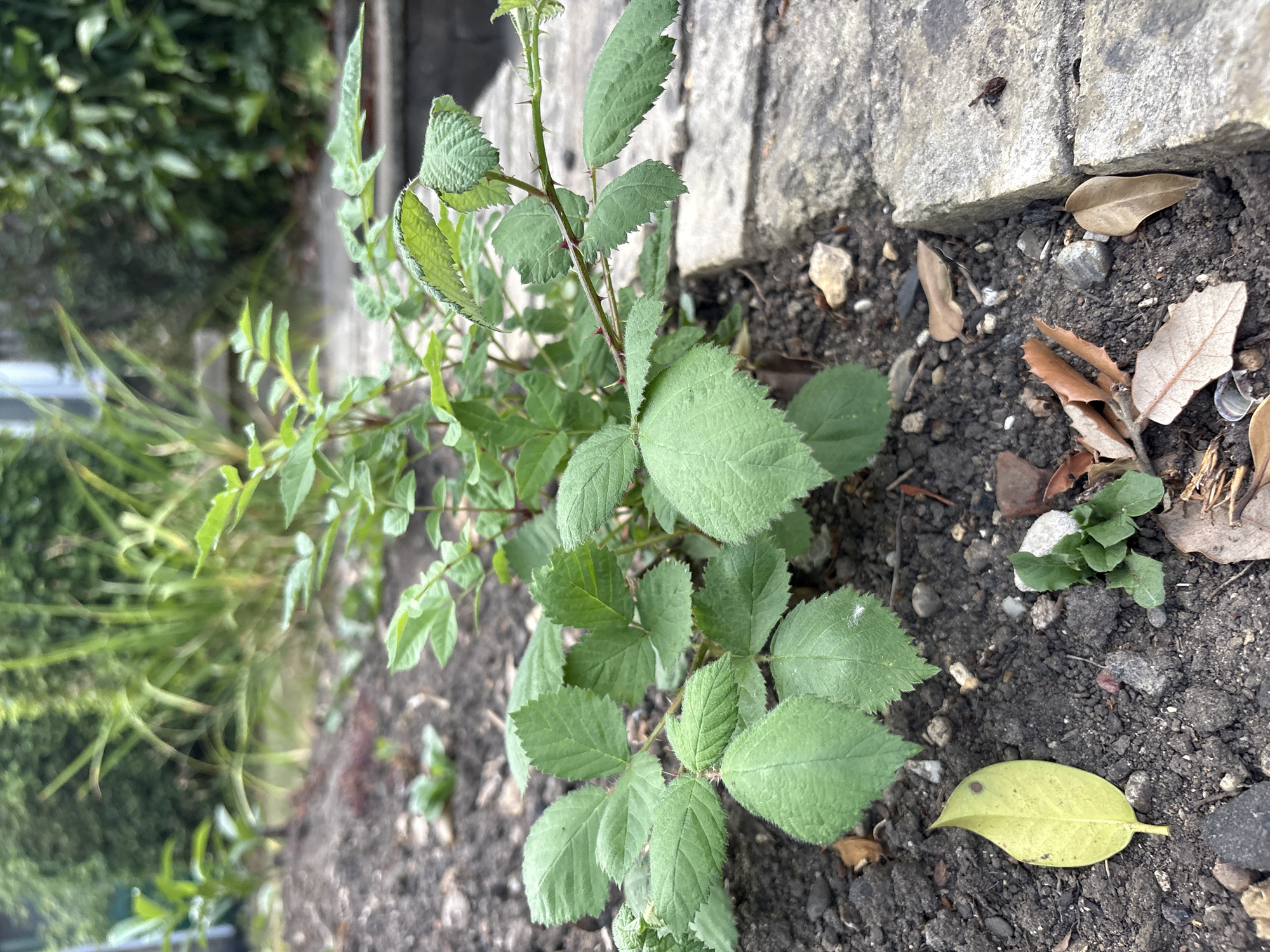 A low-angle, close-up shot focuses on a young, green plant with serrated leaves and small thorns on its stem. The plant is situated in dark soil, which is interspersed with small rocks and fallen leaves, some of which are brown and dried. A single, bright yellow leaf lies on the soil to the left of the plant. To the right, a rough-textured, light grey stone border is visible, with a small, dark insect on its surface. In the background, the scene is softened by a shallow depth of field, showing blurred green foliage and hints of structures. The lighting suggests an outdoor, daytime environment. The scene is a garden bed within a residential area in Chelmsford, United Kingdom.