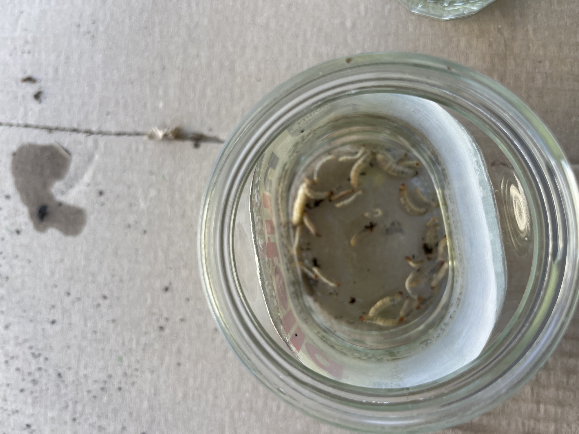 The image shows a glass jar containing several small, light-colored larvae with orange heads. The jar is filled with a murky liquid, and there are some dark debris particles at the bottom. The jar is placed on a light-colored, textured surface, possibly concrete or a similar material. In the background, a dark, amorphous stain is visible on the surface, along with a thin, vertical crack. There is also a partial view of another glass object on the right side of the frame. The image does not provide any information that could be used to determine its location in Myrhorod, Ukraine.