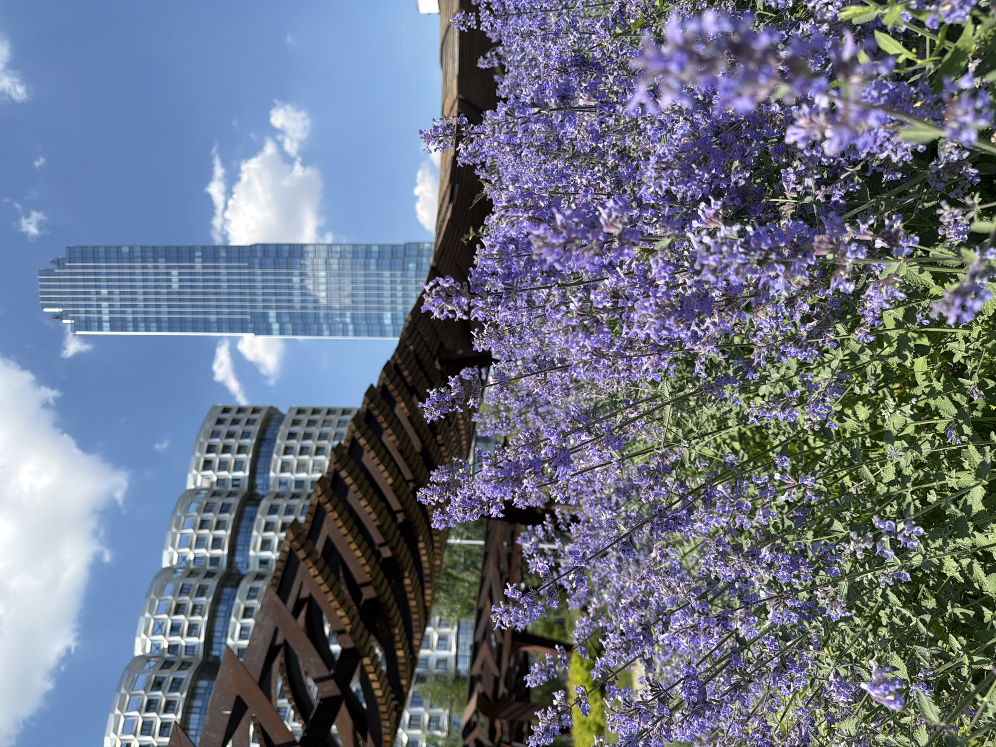 In Moscow, Russia, this photograph captures a vibrant outdoor scene on a clear, sunny day. The foreground is dominated by a lush field of blooming purple flowers, likely catmint, with their delicate petals creating a soft, hazy effect. Behind the flowers, a modern, dark metal pergola or canopy structure extends across the mid-ground, its geometric design providing a stark contrast to the organic forms of the plants. In the background, two distinct modern buildings are visible against a bright blue sky dotted with white, fluffy clouds. To the left stands a distinctive building with a curved facade and a repeating pattern of square windows, giving it a textured, almost honeycomb-like appearance. To the right, a tall, slender skyscraper with a glass facade reflects the sky, its vertical lines emphasizing its height. The overall impression is one of an urban oasis where nature and contemporary architecture coexist.