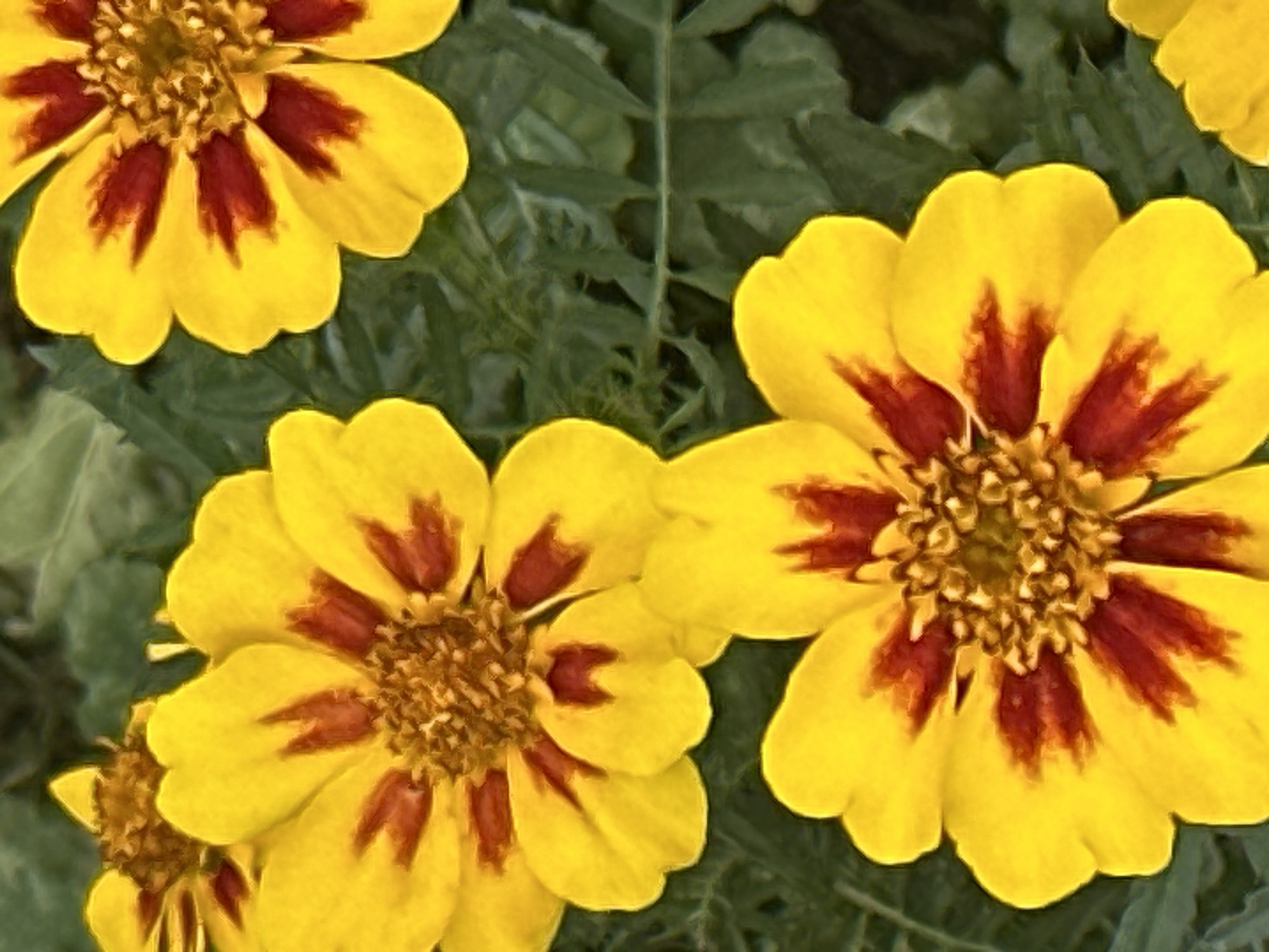 The image is a close-up, top-down view of three yellow and red marigolds. The flowers are in various stages of bloom and are set against a dark green, leafy background. The petals of the marigolds are a bright yellow with deep red markings near the center. The centers of the flowers are a textured brown. The image is focused on the flowers, with the background slightly blurred. There is no indication of a specific location in Podolsk, Russia, or any people or actions.