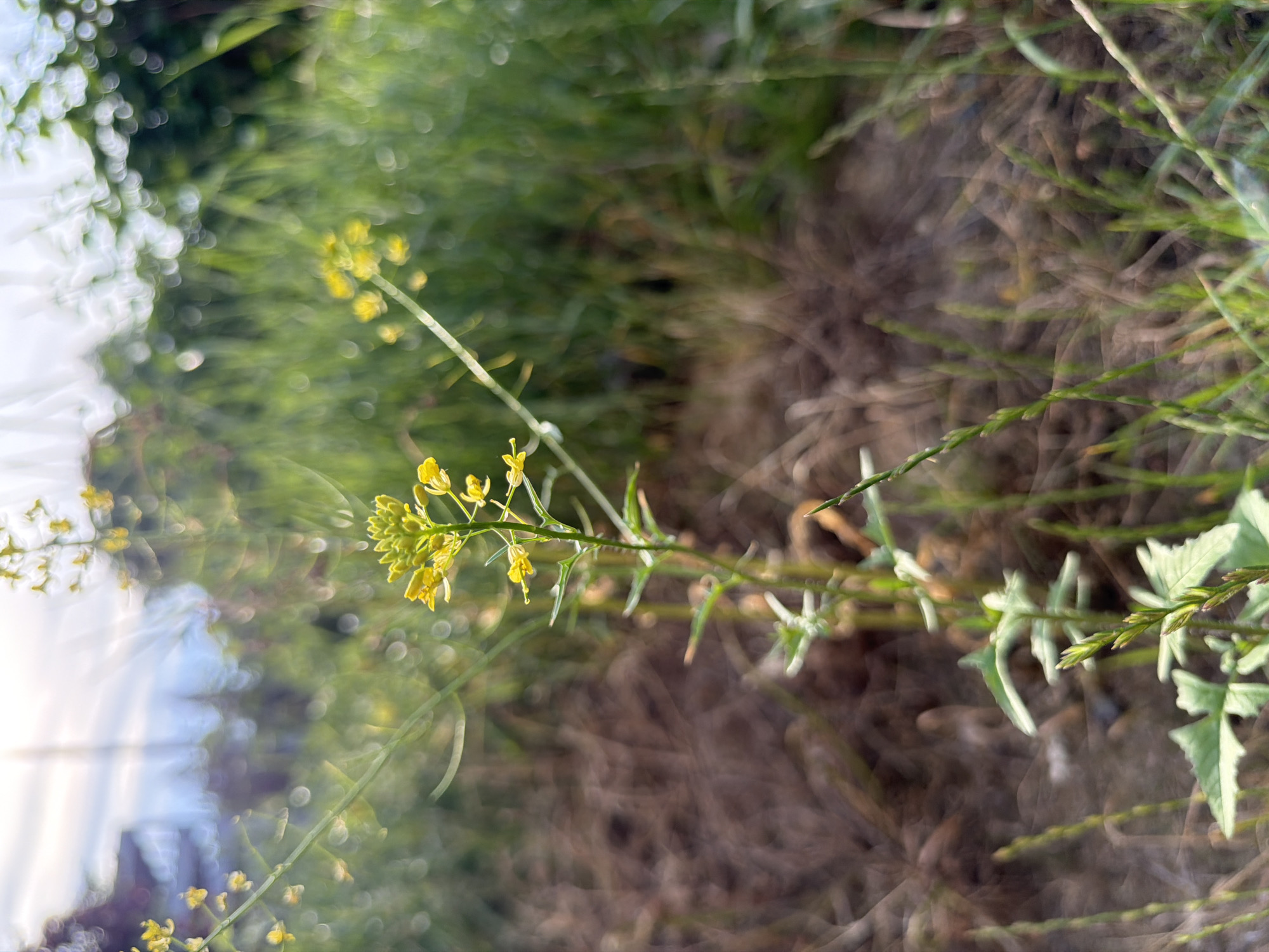 This is a close-up, low-angle shot of a flowering plant with small yellow blossoms, likely in a natural or unkempt area. The plant is the primary subject, with its stem and delicate flowers in focus. The background is blurred, showing a mix of dry, brown vegetation and green grass, suggesting a rural or semi-rural setting. The sky is visible in the upper portion of the image, with soft, diffused light creating a bokeh effect. There are no people or man-made objects clearly discernible in the image. Based on the provided context, this scene is located in the city of Łódź, Poland.