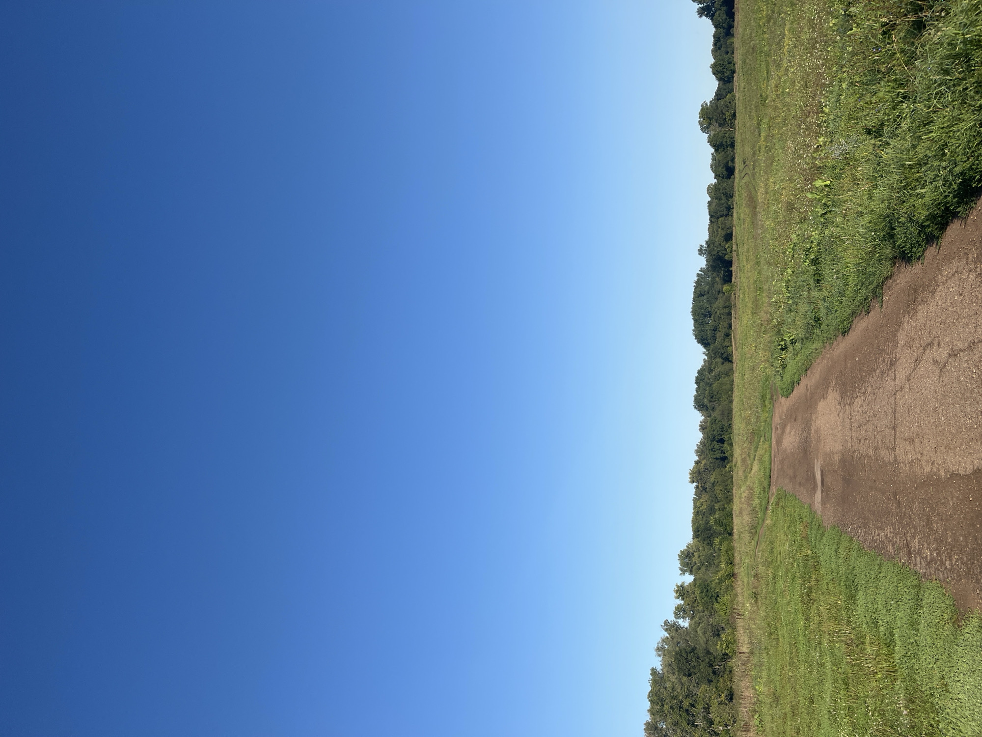 The image depicts a dirt path winding through a grassy field under a clear, bright blue sky. The path is in the foreground, leading into the distance where it curves out of view. The field is covered in lush green grass with some wildflowers scattered throughout. Along the horizon, a dense line of trees forms a dark green backdrop against the sky. The scene appears to be a rural or park-like setting, possibly on the outskirts of the city of Blagoveshchensk, Russia, given the time of day suggested by the clear sky and the natural environment. There are no people or animals visible in the image, and the overall impression is one of tranquility and natural beauty.