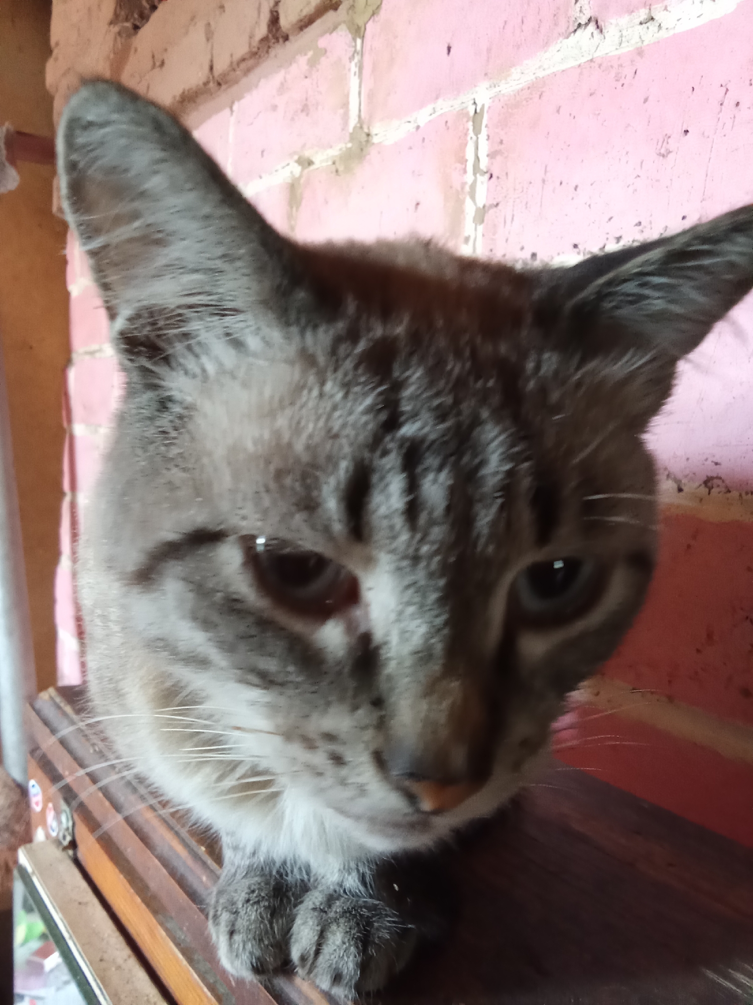 A close-up, low-angle shot features a domestic cat with grey tabby markings and light blue eyes. The cat is positioned on a wooden surface, with its front paws visible and tucked underneath its chin. Its gaze is directed downwards and slightly to the right of the camera. The background consists of a pink brick wall. The image appears to have been taken outdoors, possibly in a yard or patio area. There is no indication of the specific location within Рощин ауылдық округі, Kazakhstan.