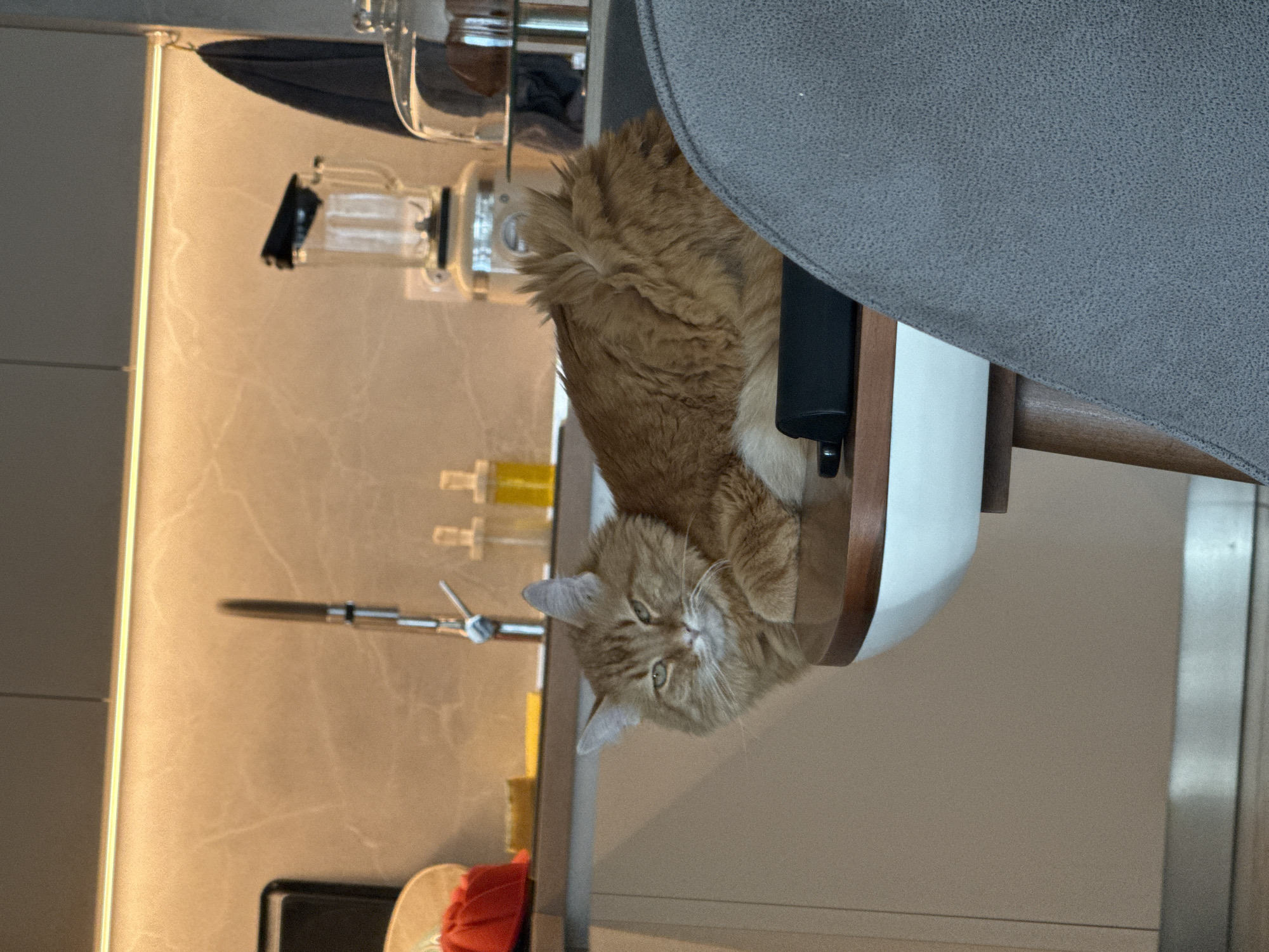 The image presents an indoor domestic scene, focusing on a ginger cat resting on a round table. The cat, appearing to be a long-haired domestic feline with orange and white fur, is positioned facing slightly left of the viewer, with its eyes narrowed. Its front paws are tucked beneath its chest. A black, rectangular object is situated behind the cat on the table's surface. The table features a light-colored top surface with a dark wooden edge and a white base with a wooden leg. To the right, a grey upholstered chair is partially visible, obscuring part of the table and the cat's body.
In the background, a modern kitchen area is visible. A light-toned backsplash with subtle veining is illuminated by a linear under-cabinet light strip, positioned beneath dark grey upper cabinets. A brushed metal gooseneck faucet extends from the backsplash over a sink. On the left side of the counter, a red fabric item rests on a circular base, adjacent to a yellow sponge. Towards the center and right of the counter, two clear bottles containing yellowish liquid are visible near the faucet. Further right, a cream-colored blender with a clear jug and black lid is present. A dark blue/grey towel hangs on a hook on the far right wall, and a clear glass cake stand or dome with an unidentifiable item inside is also visible. The floor is light-colored. No human subjects are depicted, and no specific actions beyond the cat resting are occurring. There are no discernible visual elements within the photograph to indicate its specific location within the city of Sofia, Bulgaria, or any other geographical area.