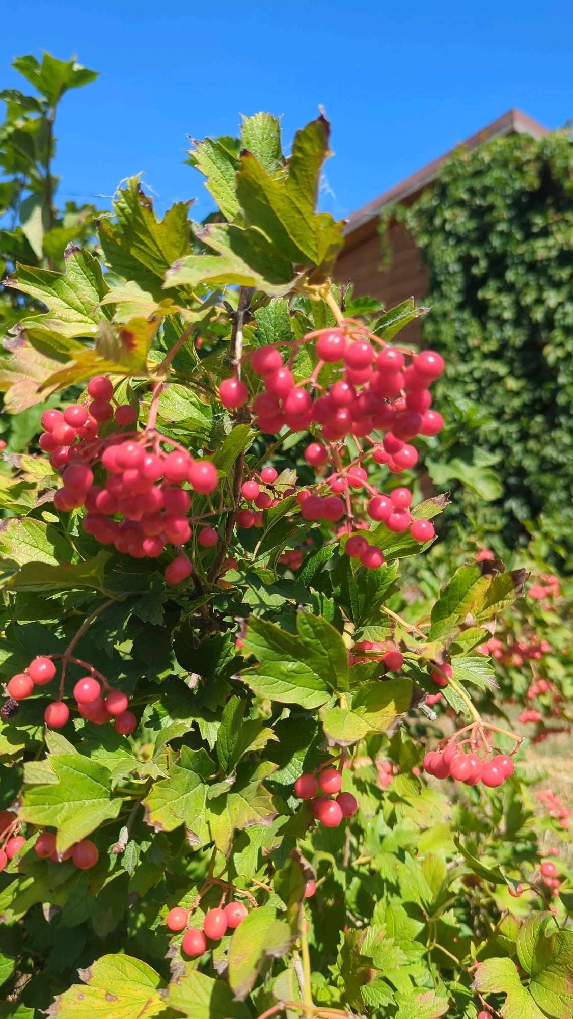 A close-up, eye-level shot captures clusters of ripe, red berries hanging from a dense bush. The berries are round and glossy, some appearing almost translucent in the bright sunlight, while others are a deeper crimson. They are clustered together on thin stems, creating a vibrant cascade against the backdrop of lush green leaves. The leaves themselves are broad and serrated, with some showing signs of browning at the edges, suggesting the end of summer or early autumn.
In the background, slightly out of focus, is a wooden building with a brown roof. A thick vine, covered in green leaves, is growing up the side of the building. The sky above is a clear, vibrant blue. The overall impression is one of a natural setting, likely a garden or yard in a rural or suburban area, given the presence of the building and the cultivated appearance of the plant. The image was taken in Большой Лог, Russia.