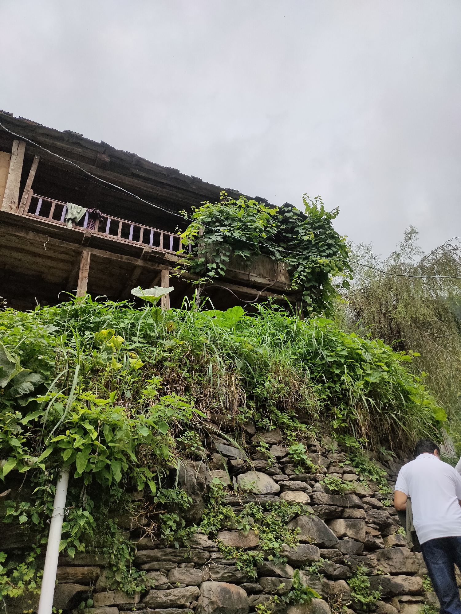 The image depicts a rustic, weathered wooden building with a balcony, partially covered in lush green vegetation. The building appears to be situated on a steep incline, with a stone-walled embankment in the foreground. A person in a white polo shirt and blue jeans is walking away from the camera, ascending the embankment. The sky is overcast, suggesting a cloudy or rainy day. The building has a tiled roof and a wooden railing on the balcony where some clothing is hung. The surrounding environment is characterized by dense foliage and rocky terrain, indicative of a rural or mountainous setting. The scene is likely located in or near Damadi, India, given the architectural style and vegetation.