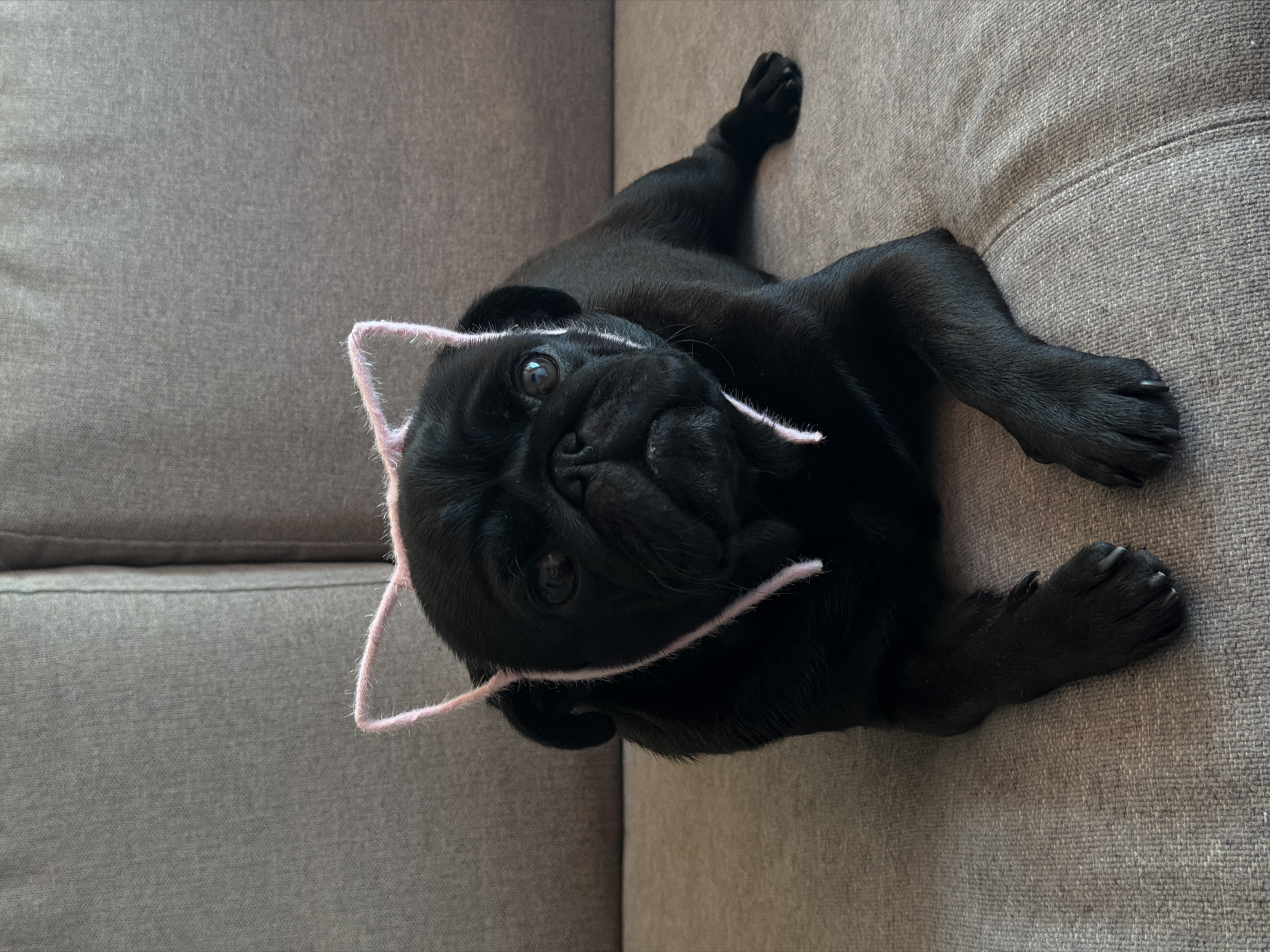 A black pug wearing a pink cat ear headband lies on a grey couch. The pug is facing forward, with its paws extended in front of it. The couch is upholstered in a textured fabric. The background consists of two cushions of the couch, creating a simple and uncluttered environment. The lighting is natural and soft, highlighting the pug's features and the texture of the couch. No other objects or people are visible in the image. The location is not specified, but it is a domestic indoor setting.