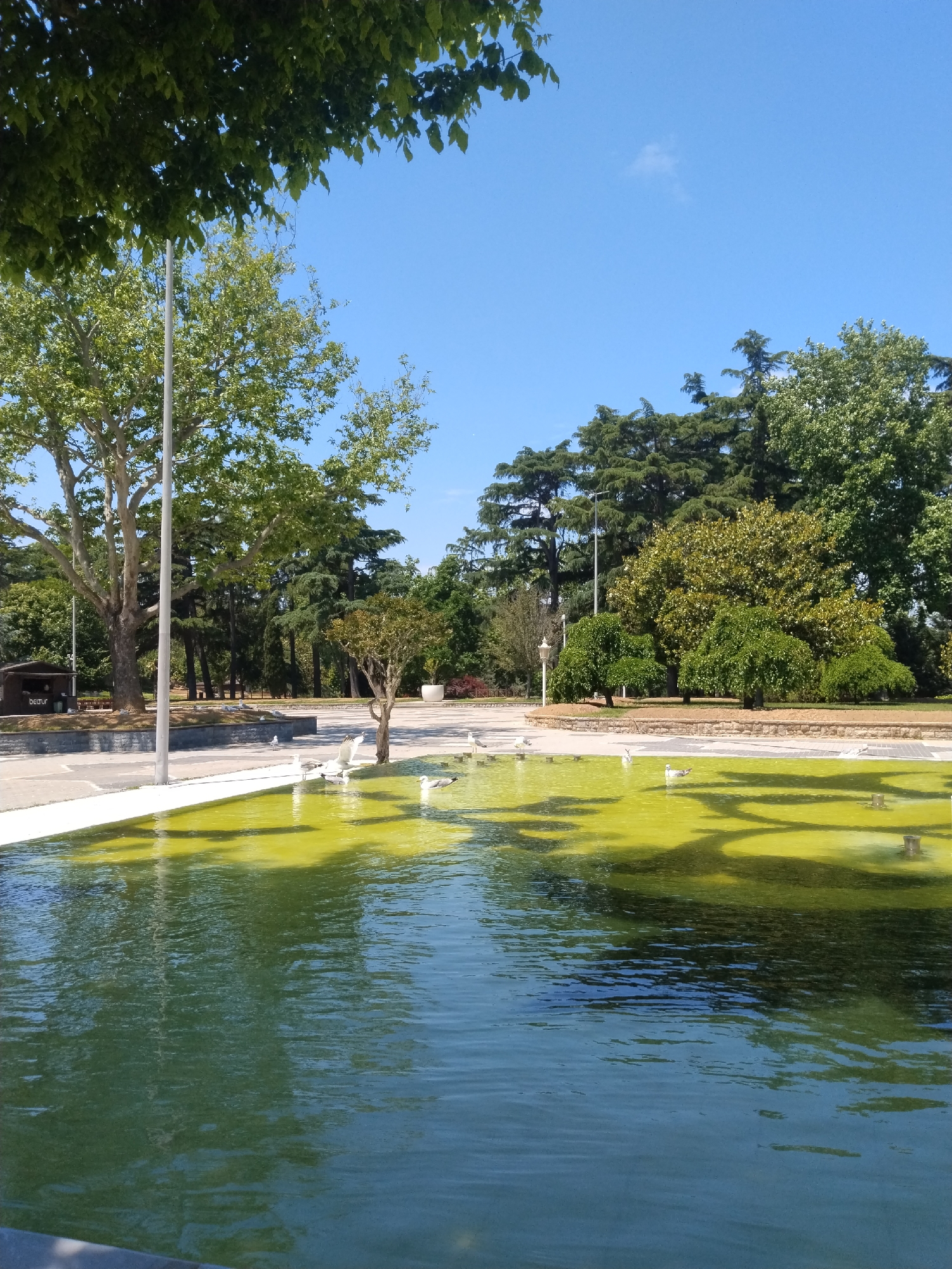 This full-shot image presents a vibrant, sunny daytime scene in a public park or garden, located in Sarıyer, Turkey. The central focus is a large, rectangular artificial pond or fountain with light-colored concrete edges. The water exhibits a distinctive greenish-yellow coloration in parts, possibly due to algae or reflections of the surrounding foliage, while other sections appear a clearer blue-green.
Numerous seagulls inhabit the pond area. Several are seen swimming in the water, while others stand on the concrete border; one seagull on the left is captured mid-stretch with its wings partially open.
The pond is bordered by paved walkways and low stone walls, beyond which a dense array of trees and vegetation creates a lush backdrop. Prominent features include large deciduous trees with broad green leaves, towering conifers, and smaller, neatly trimmed ornamental trees. A tall, light-colored pole stands vertically near the left edge of the pond, and a traditional, ornate street lamp is visible further back on the right side.
In the background, on a paved area adjacent to the pond, there is a small wooden kiosk with a slanted roof. The text "Beltur" is clearly visible on its side. The sky is a brilliant, cloudless blue, save for a single tiny white cloud in the upper right. The strong sunlight casts shadows across the water, suggesting it's either morning or early afternoon. The overall atmosphere is one of serene tranquility in a well-maintained urban green space, devoid of human presence.