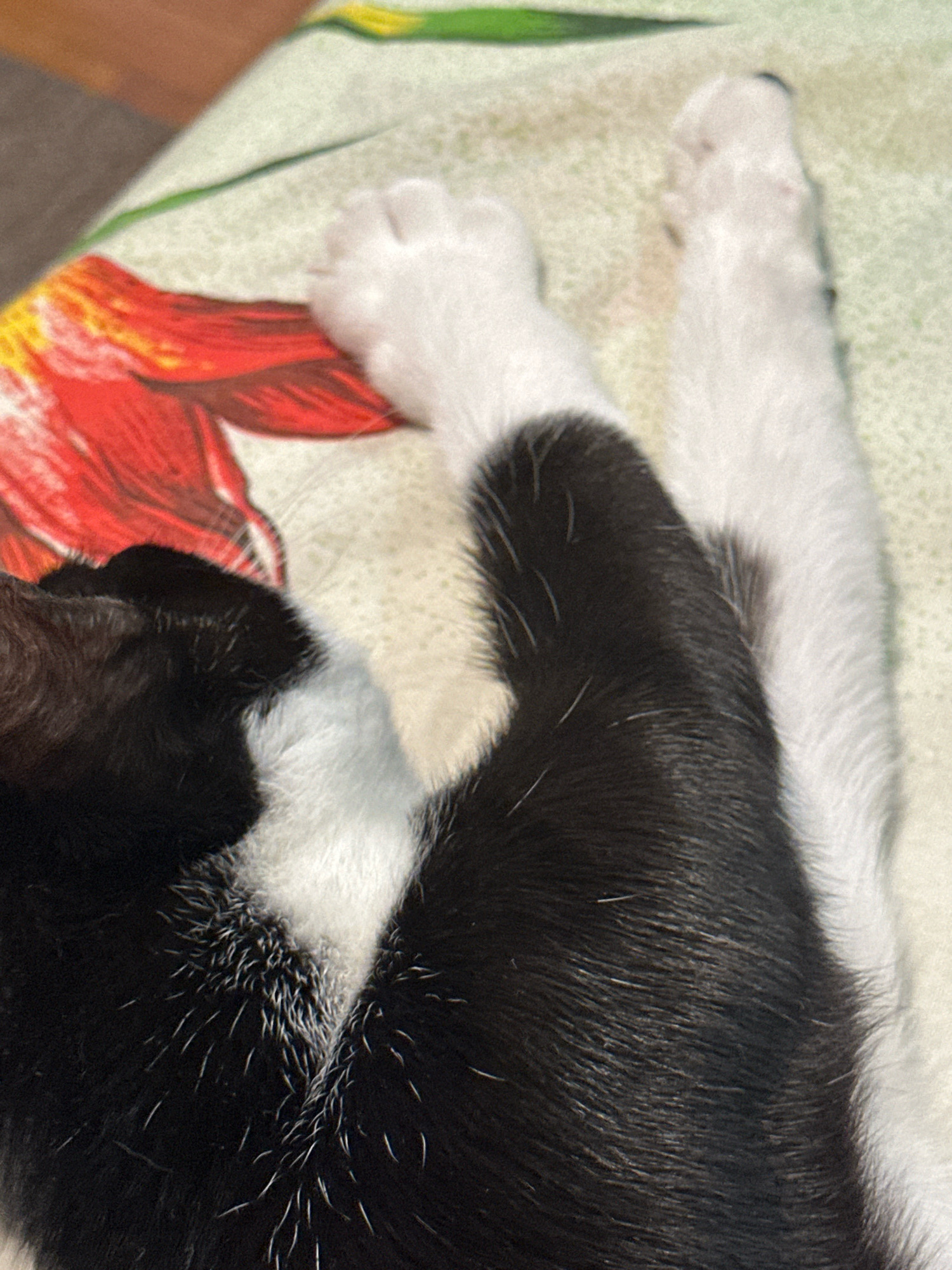 The image shows a close-up view of a black and white cat lying on a floral-patterned surface, likely a blanket or sheet. The cat's fur is predominantly black with white markings on its chest, paws, and legs. The floral pattern on the surface features prominent red and yellow flowers with green leaves. The cat's paws are visible, appearing soft and white. The overall lighting suggests an indoor setting, possibly a home or a sheltered area. There are no people or other animals visible in the image. The context of Budva, Montenegro, is not directly evident from the visual information provided in the image itself.