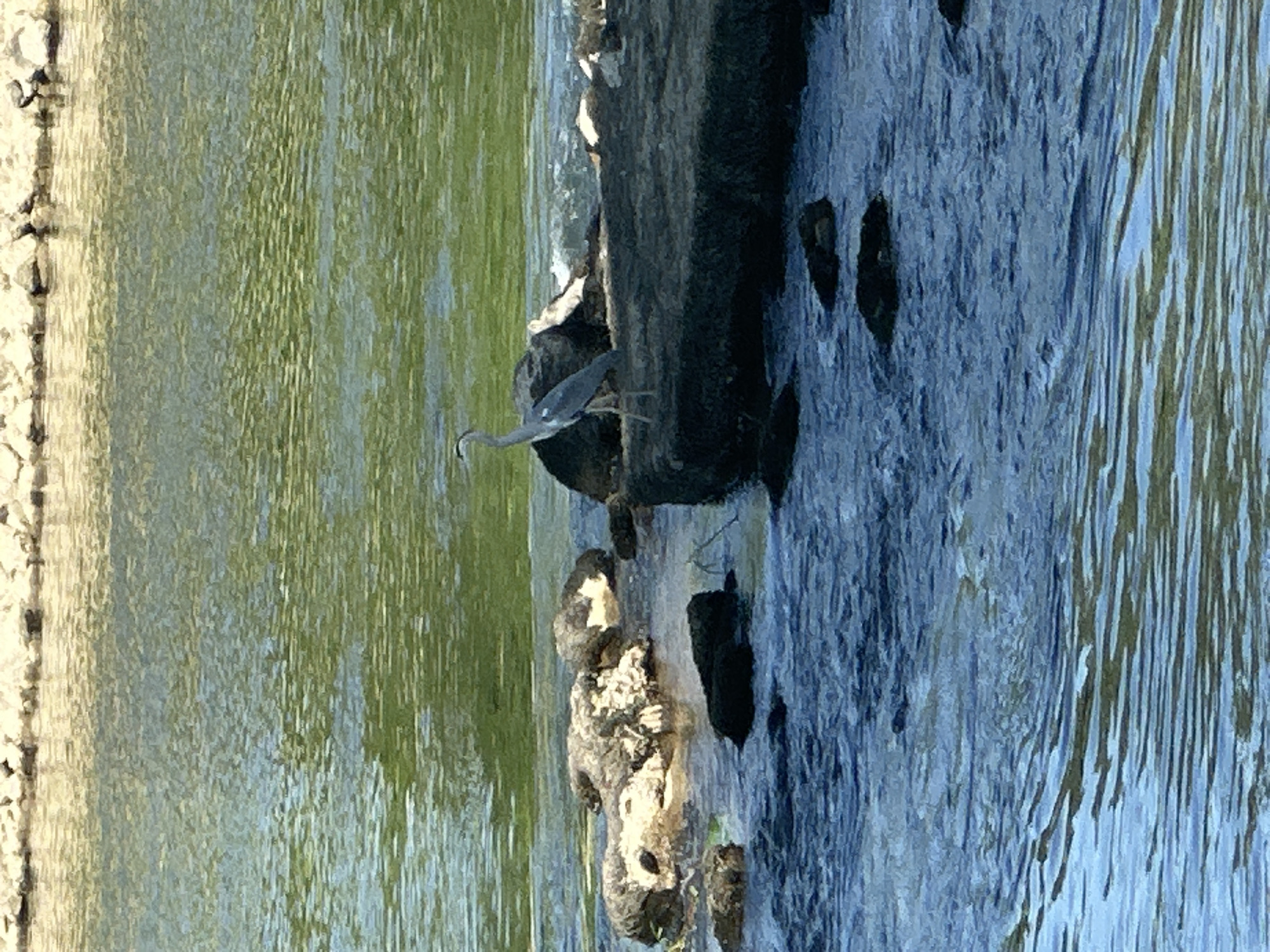 A heron stands on a stone structure in a body of water, possibly the Sava River in Zagreb, Croatia. The heron has a grey body and a long, curved neck and beak. The water on one side of the structure appears green, while the water on the other side is a blue-grey. The structure is made of dark-colored stone.