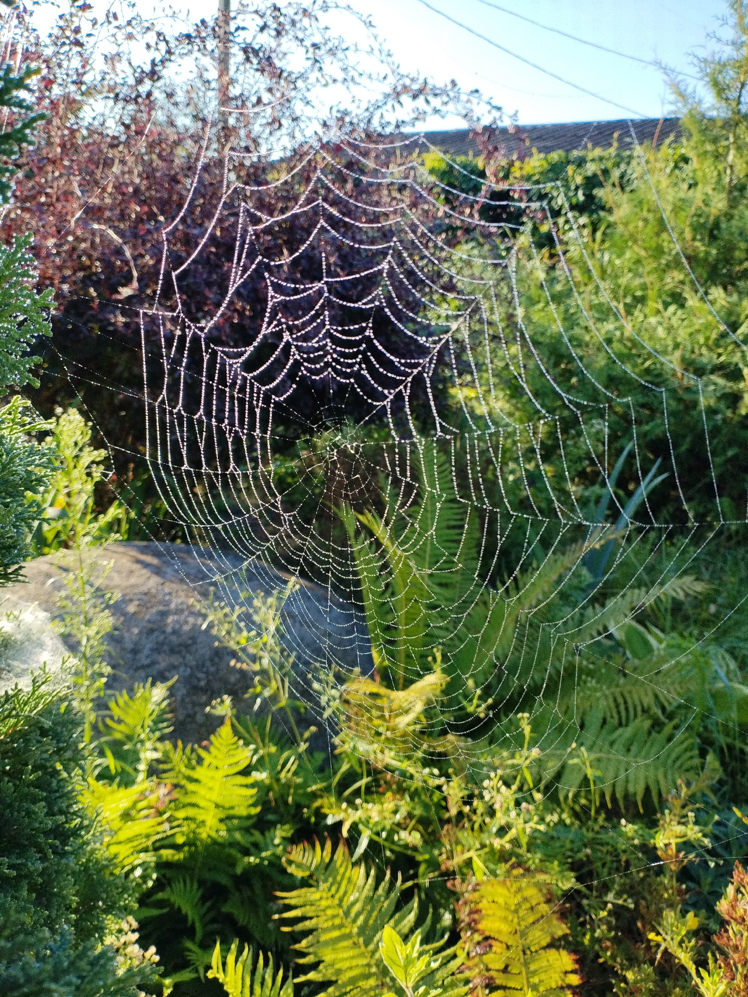 A dew-covered spiderweb is centered in the frame, glistening with tiny water droplets that catch the sunlight. The web is intricately spun, with radial threads and spiral strands. It is suspended between various plants in an outdoor setting. To the left, a portion of a coniferous shrub is visible, with its green needles sharp and distinct. Behind the spiderweb, a large, rough-textured grey rock is partially obscured by lush green foliage, including ferns with their feathery fronds. The background consists of more greenery, including flowering bushes with small red-brown leaves and taller green shrubs. The overall scene suggests a garden or natural area, likely captured during the morning hours due to the presence of dew. The sky is a clear, pale blue, visible at the top of the image. There are no people or animals depicted. The image appears to be a close-up shot, emphasizing the delicate beauty of the spiderweb and its surroundings. The location is confirmed to be in the city of Bialynichy, Belarus.