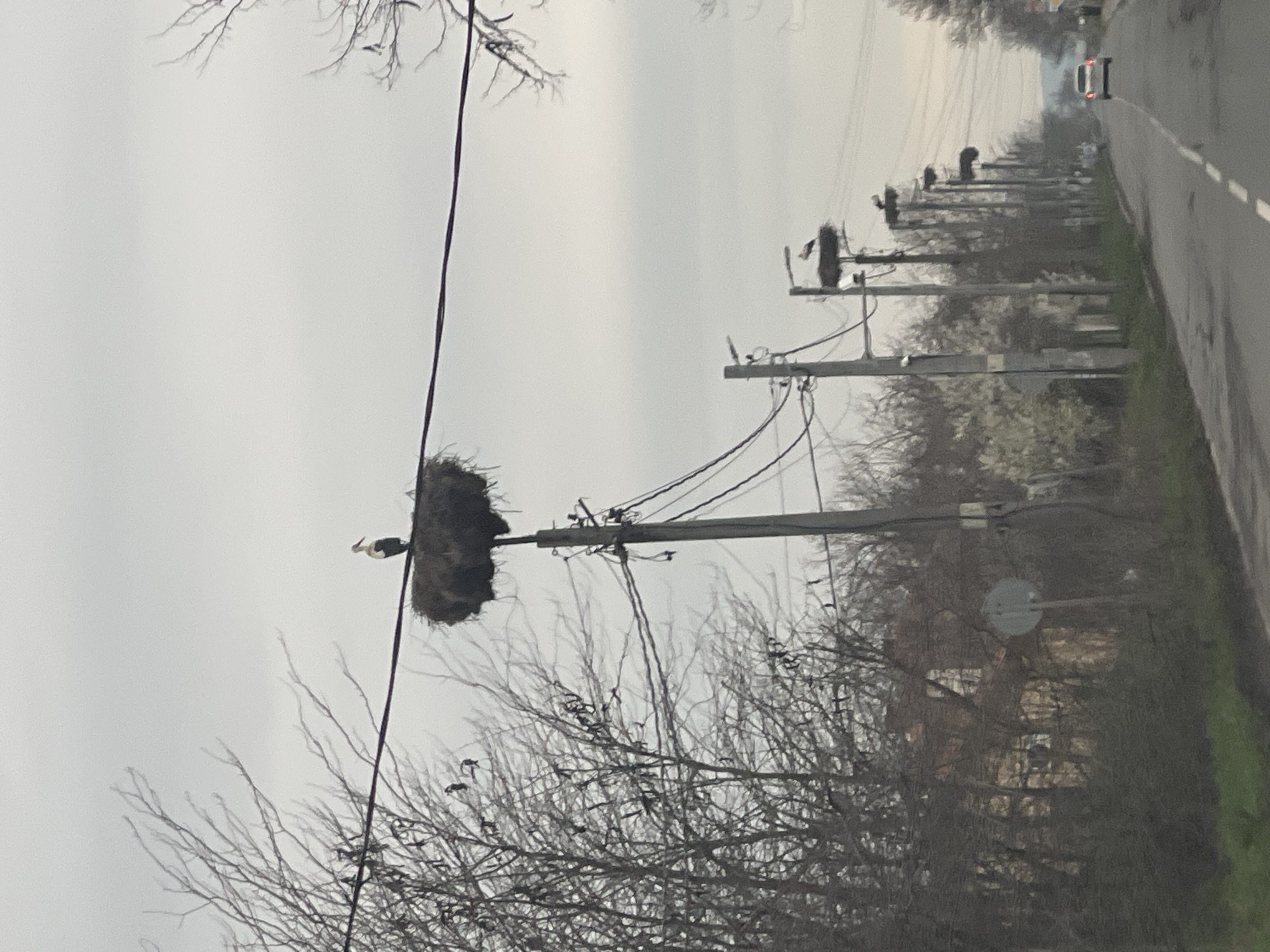 The image depicts a row of utility poles along a road, likely located in a rural area. A car is visible in the distance on the road. A large nest is built on top of one of the utility poles. A bird, possibly a stork, is perched on the edge of the nest. The environment includes bare trees and a muted, overcast sky. The location is identified as Bratovo, Bulgaria.