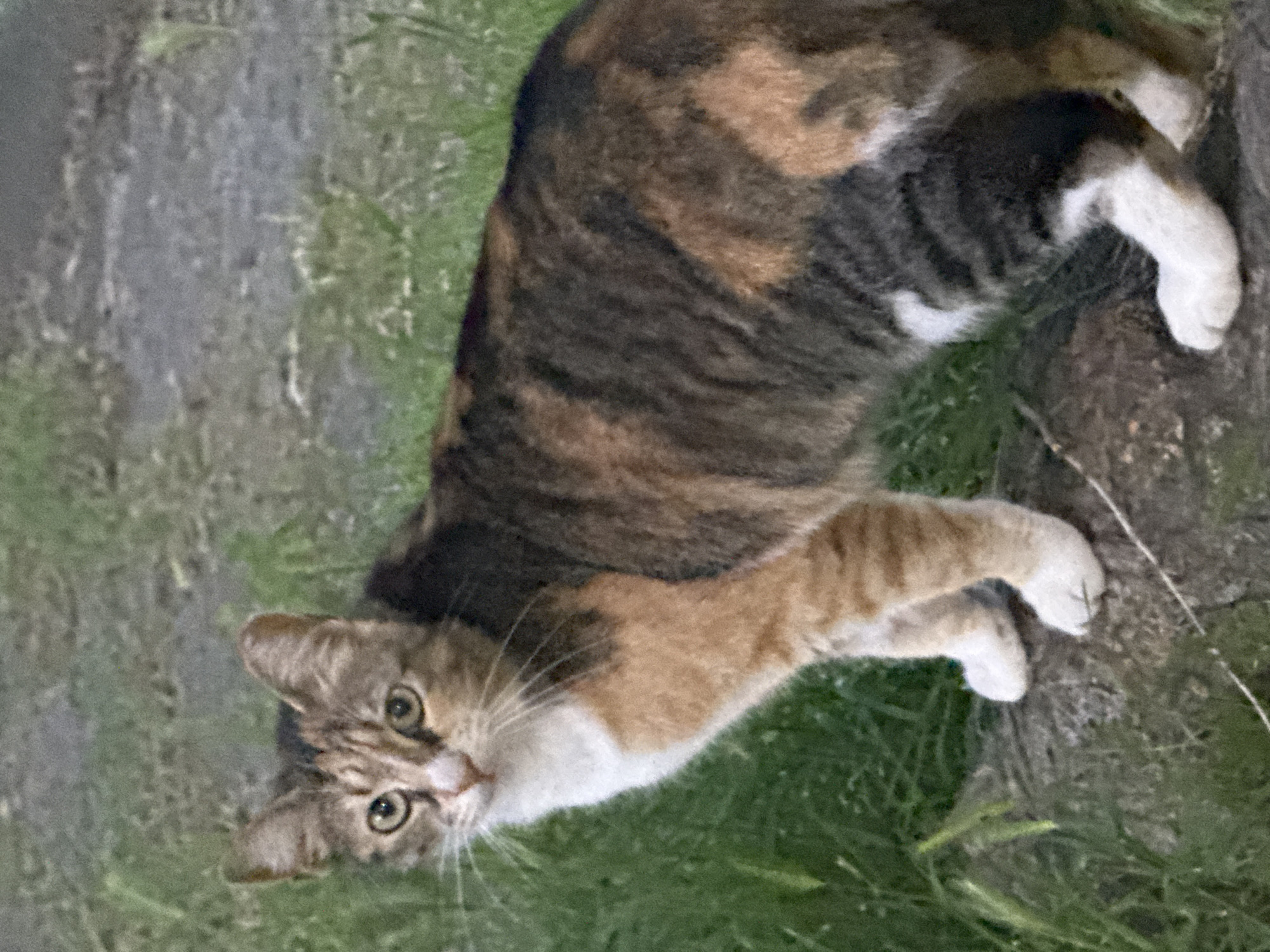 A calico cat is lying on grass in an outdoor setting. The cat is looking upwards towards the viewer. The cat's body is mostly covered in brown, black and orange patches with white paws. The setting includes grass and a gravelly area.