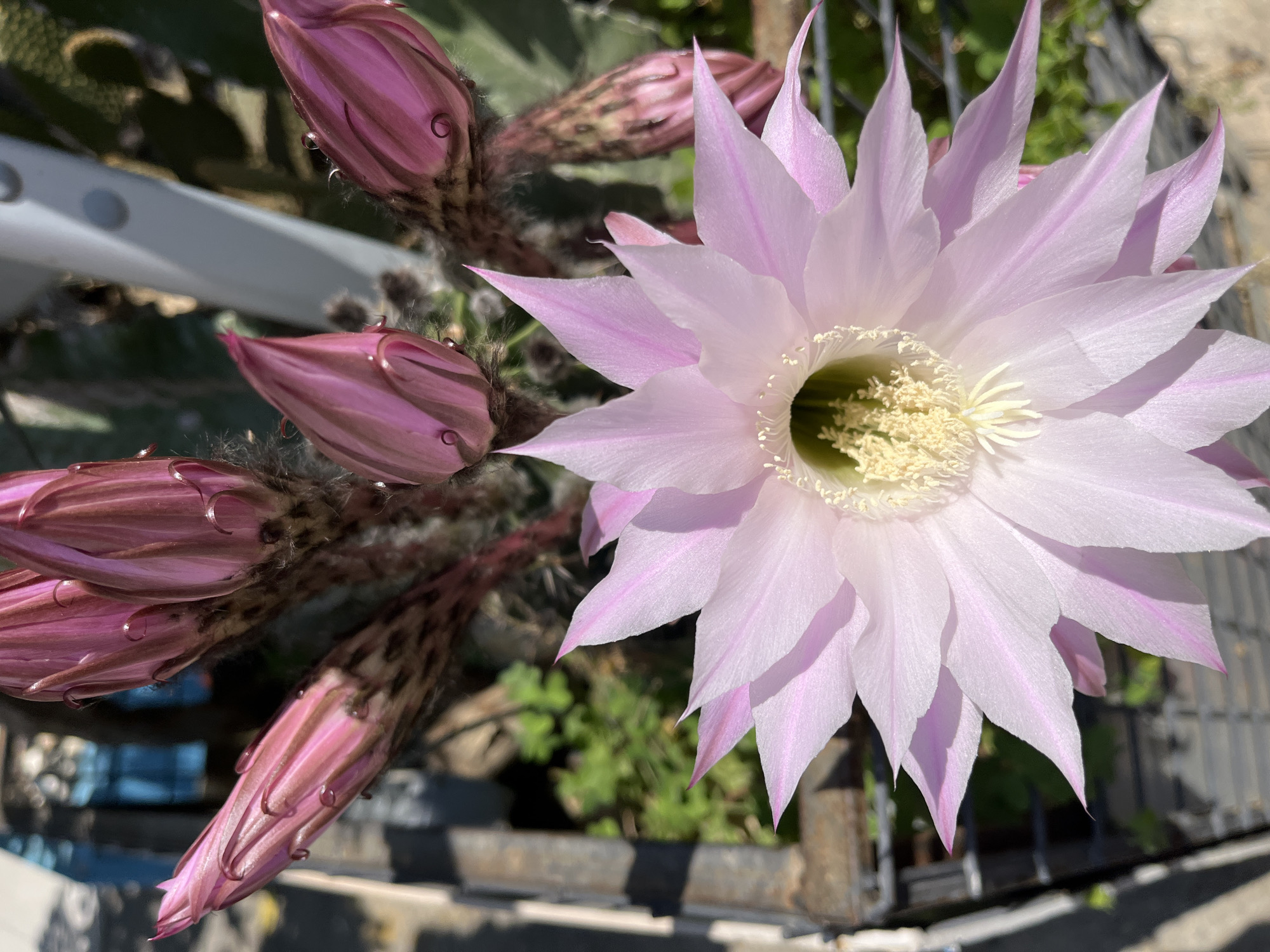 This close-up photograph features a large, fully bloomed cactus flower, prominently displayed in the upper right. The flower exhibits numerous delicate petals that transition from a soft pink at their edges to a lighter, almost white shade towards the center. The heart of the flower is a striking pale green, surrounded by a dense cluster of short, cream-colored stamens.
To the left and lower parts of the image, several unbloomed or partially opened cactus buds of a deeper pinkish-purple hue are visible, many covered in fine, dark, fuzzy spines. The background is softly blurred, showing glimpses of green foliage, likely other plants. In the lower and right sections, a dark, metal railing or fence structure is discernable, suggesting an outdoor setting such as a balcony or patio in Alanya, Turkey.
The lighting indicates bright daylight, likely morning or early afternoon, with clear sunshine highlighting the petals and creating gentle shadows. The weather appears clear and sunny. No visible text is present in the image. The scene beautifully captures the natural event of a cactus blooming under warm, clear conditions.