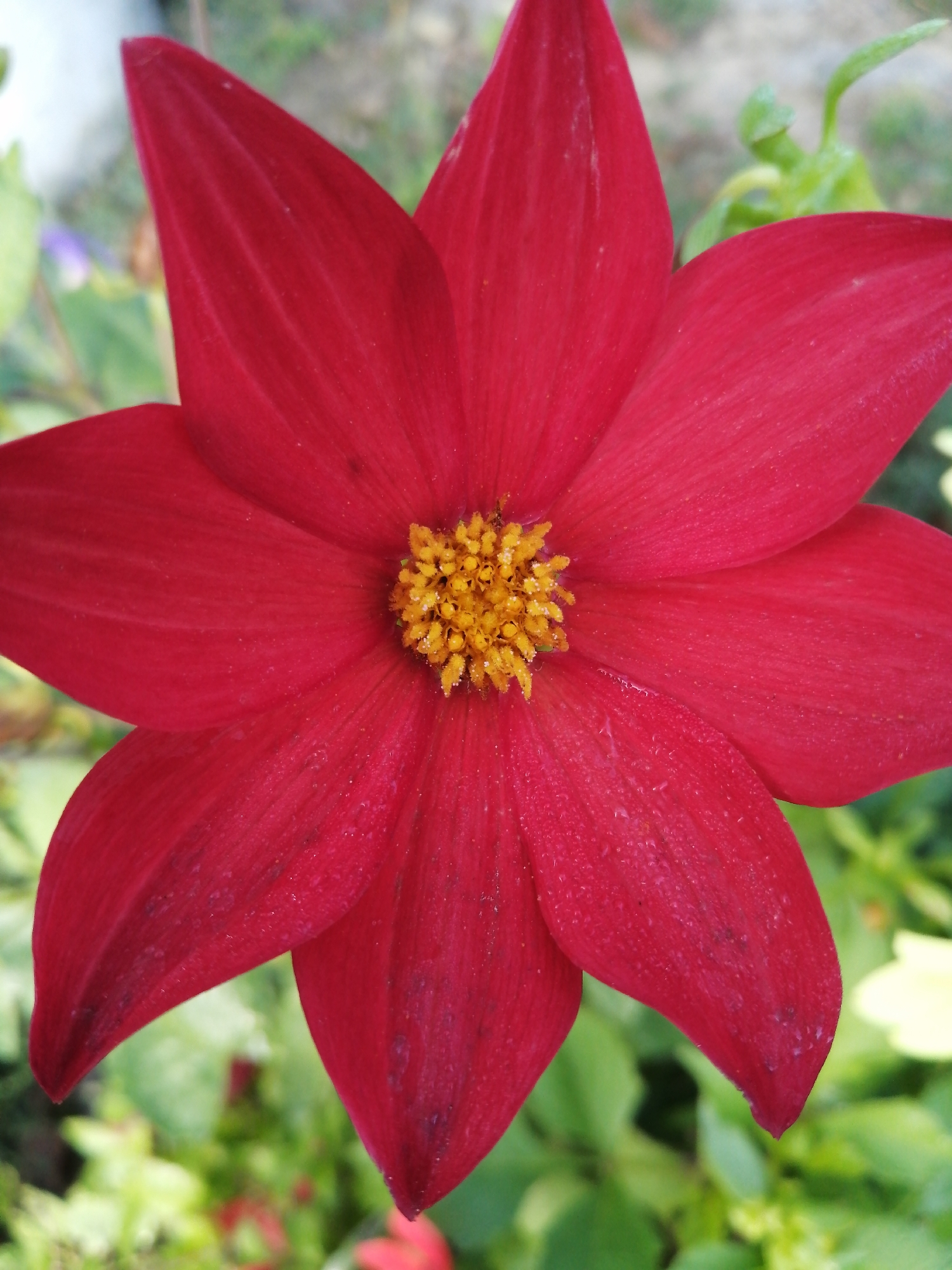 A close-up, top-down view of a vibrant red flower with a yellow center dominates the frame. The flower has eight pointed petals that appear slightly textured and are speckled with tiny water droplets. The center of the flower is densely packed with small, yellow stamens. The background is softly blurred, revealing hints of green foliage and possibly other flowers. The scene appears to be an outdoor setting, likely a garden or park, in the Доўгаўскі сельскі Савет, Belarus. There are no people or animals visible in the image.