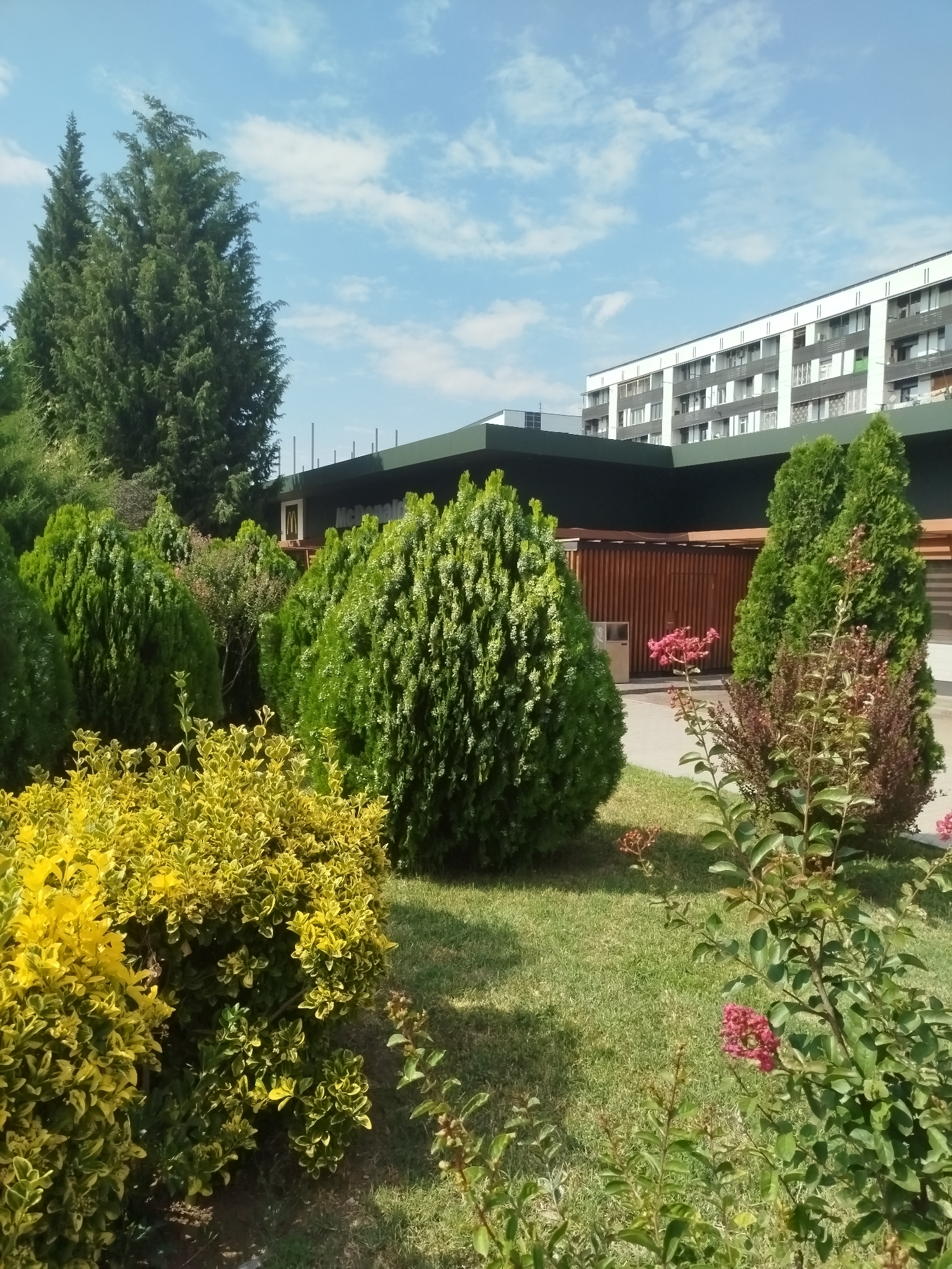A bright, daytime outdoor shot captures a green landscape with modern buildings in the background. The foreground is dominated by lush green grass and a variety of plants. To the left, a vibrant yellow-green bush with small leaves creates a dense cluster. Several conical evergreen trees are interspersed throughout the scene, with a particularly large, full one in the center. To the right, a flowering plant with delicate pink blossoms and dark red foliage adds a splash of color.
Behind the foliage, a dark green roofed structure is visible, with a slatted wooden wall section. A modern, multi-story building with a white facade and numerous windows stands further back, its architecture suggesting a residential or commercial complex. The sky above is a clear blue, dotted with fluffy white clouds, indicating pleasant weather.
The scene appears to be a well-maintained outdoor area, possibly a park or a garden adjacent to the buildings. The lighting suggests it is daytime, likely late morning or afternoon, given the bright sunlight and shadows. There are no people or specific activities depicted, presenting a peaceful and serene view of an urban green space. Faint text is visible on the building behind the trees, appearing to be a McDonald's logo. The location is Rustavi, Georgia.